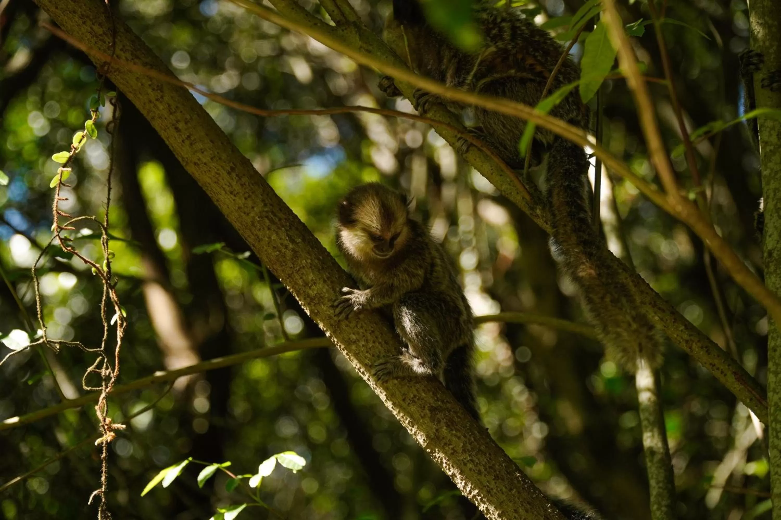 Animals in Pousada Dunasol Floripa