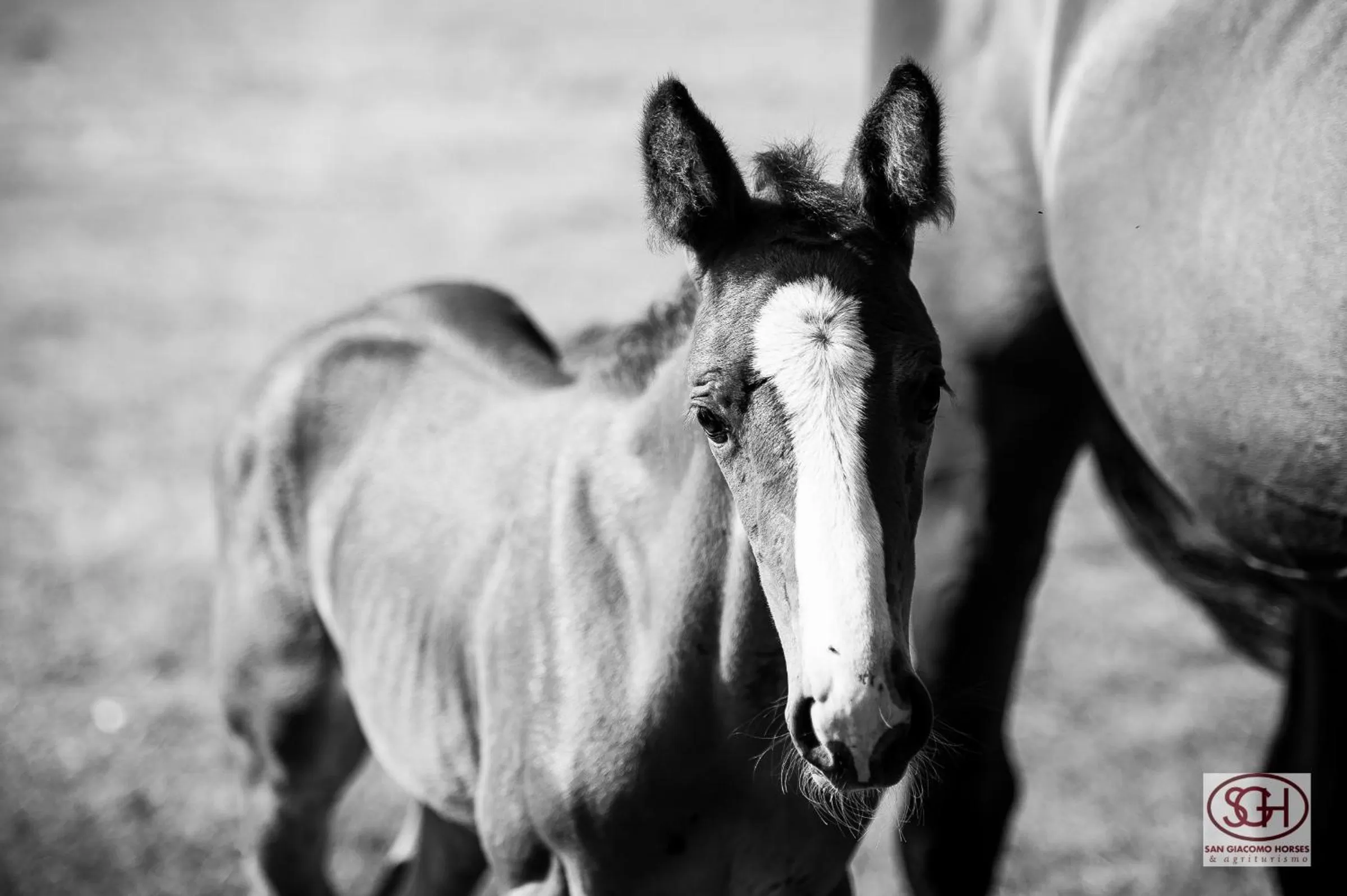 Garden in San Giacomo Horses & Agriturismo
