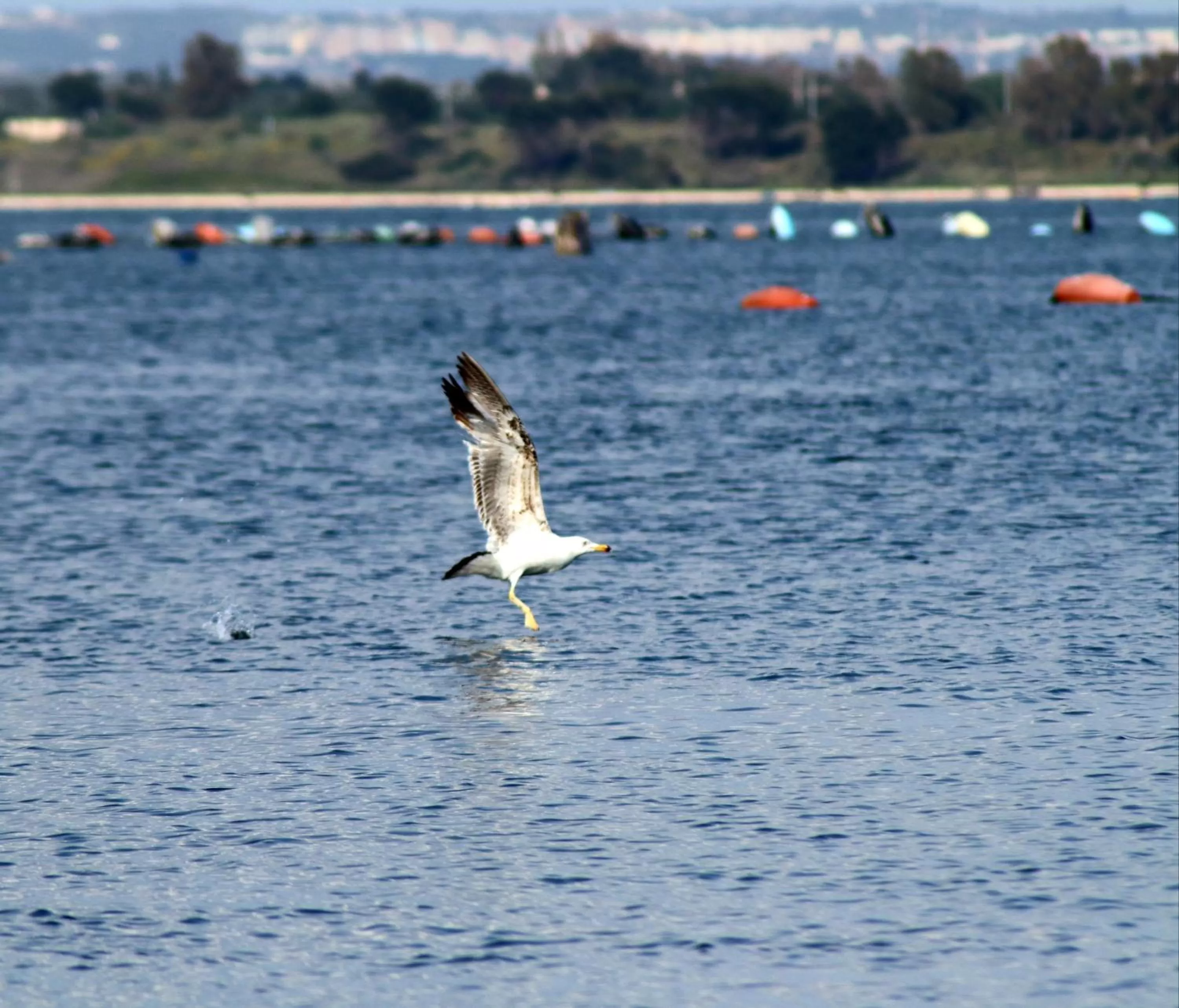Other Animals in Casa Flora