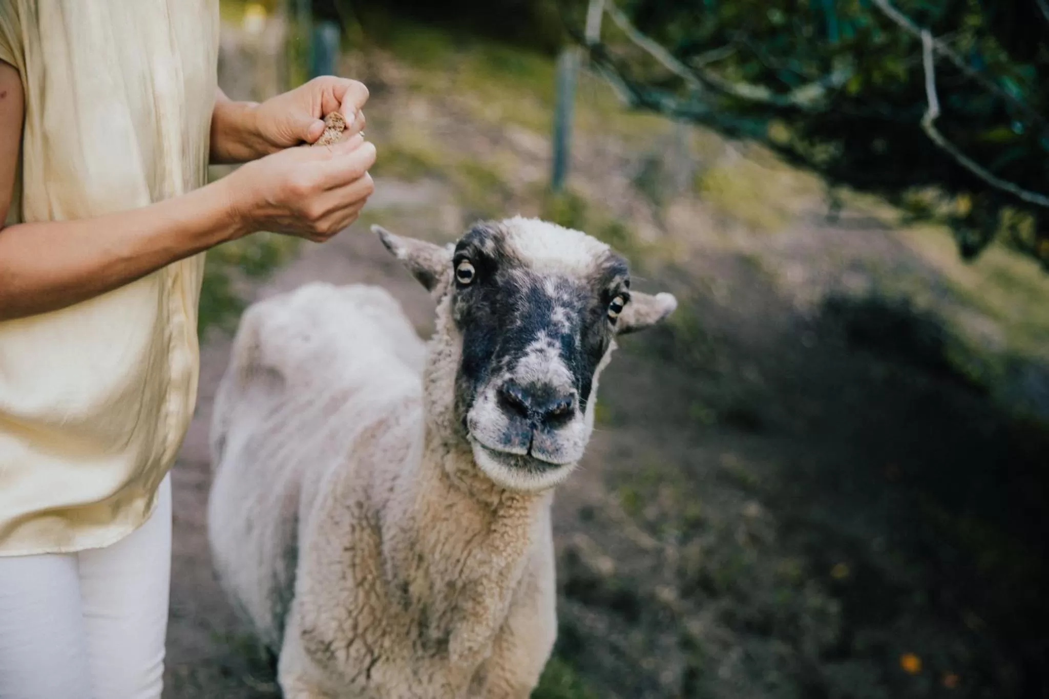 Garden in Acacia Cliffs Lodge