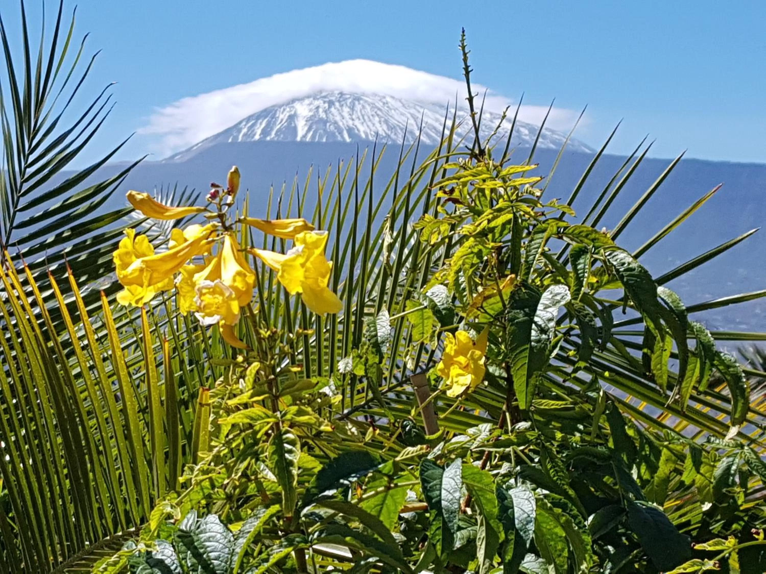 Activities in Tenerife Rooms S. C.