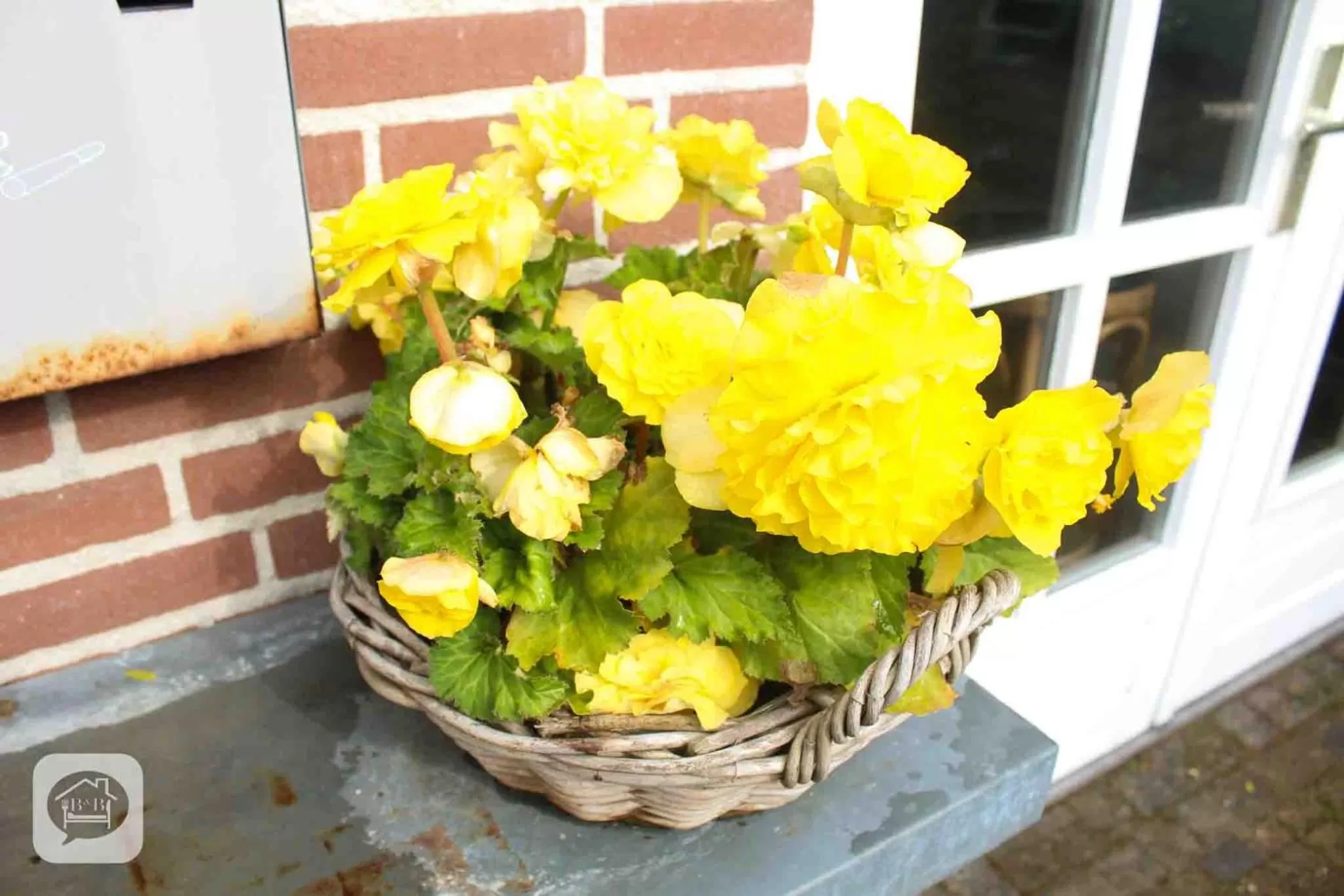 Garden in Villa Pats