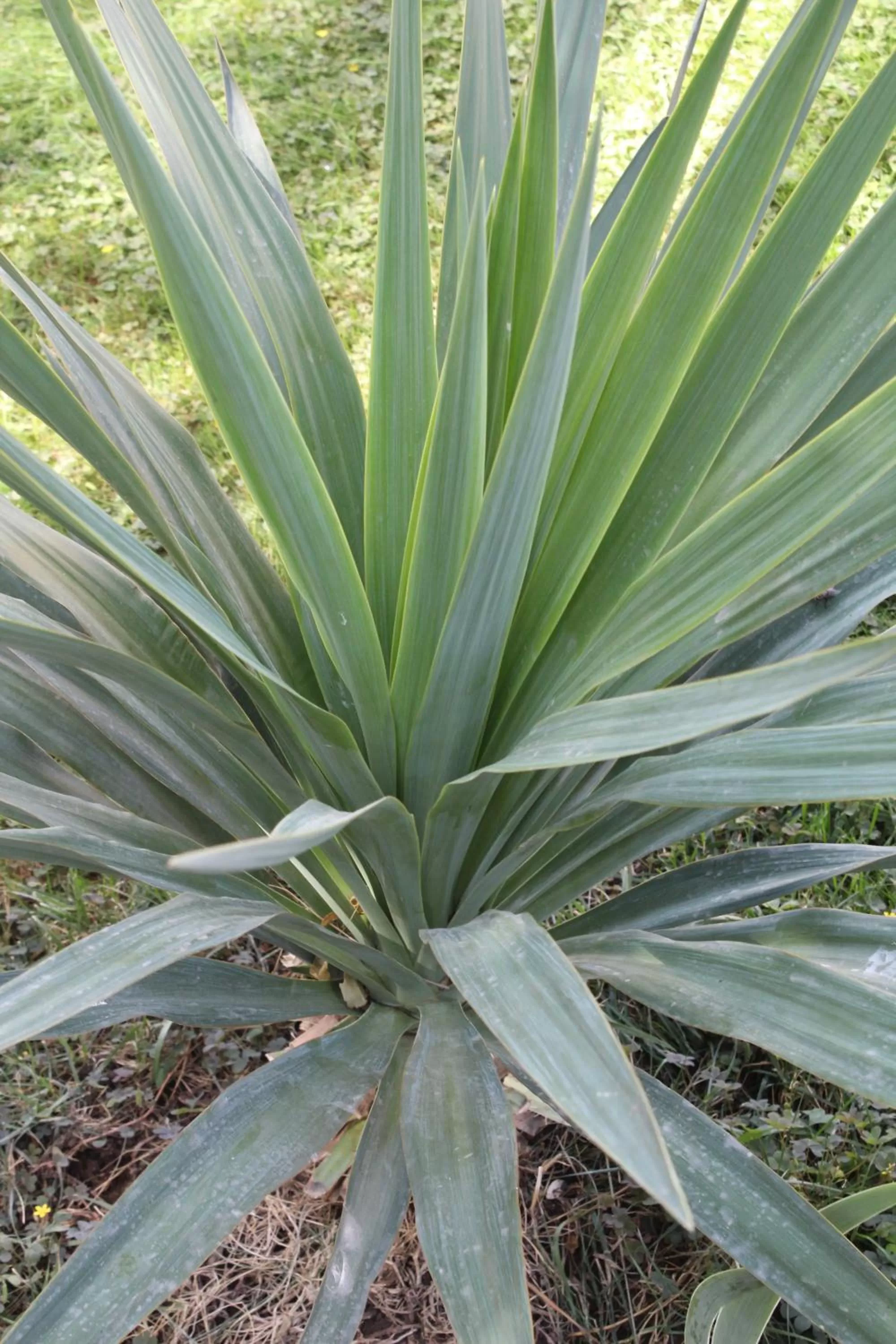 Garden in Armon Apart Hotel