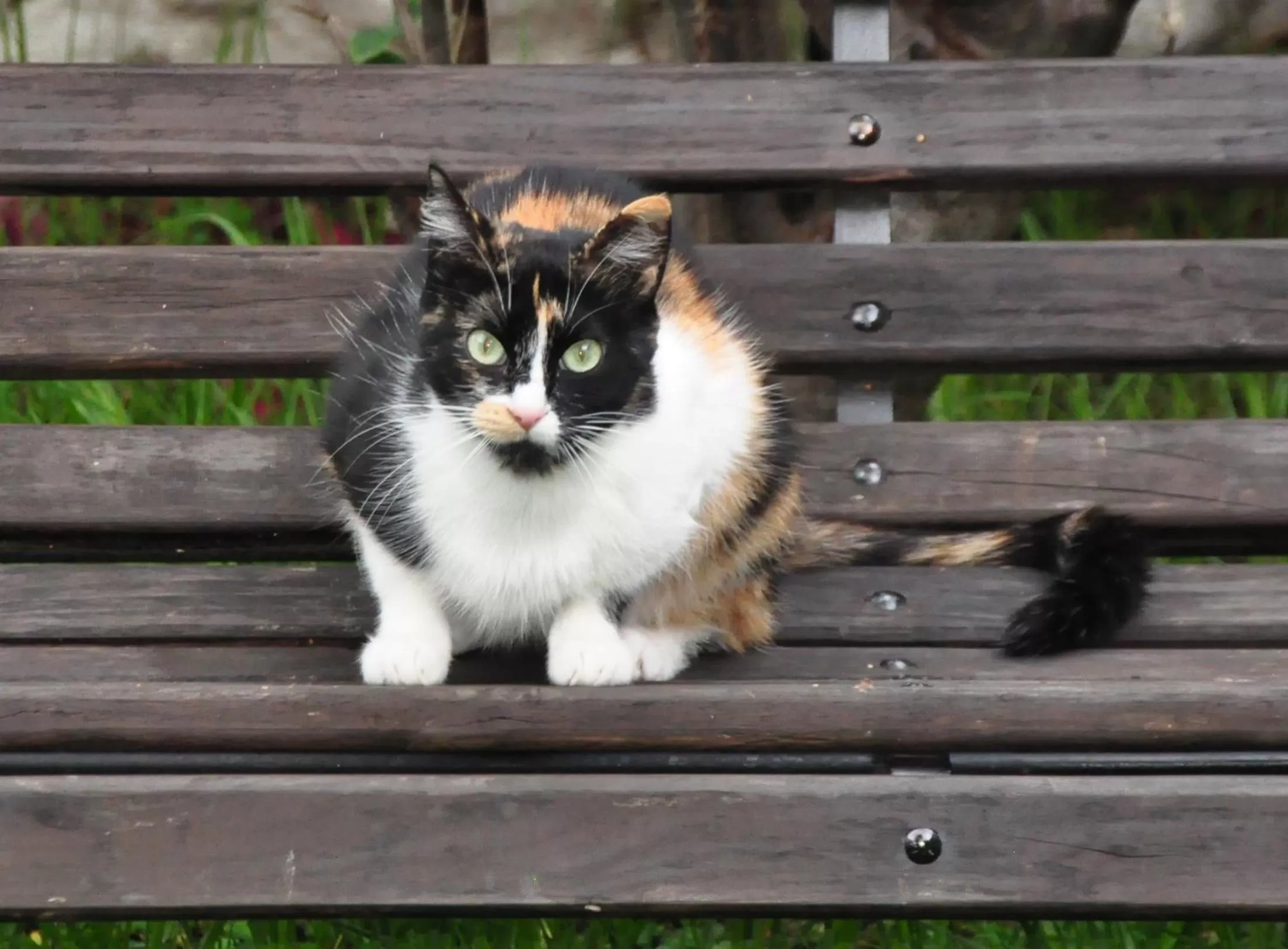 Pets in Hotel Museo la Posada del Molino
