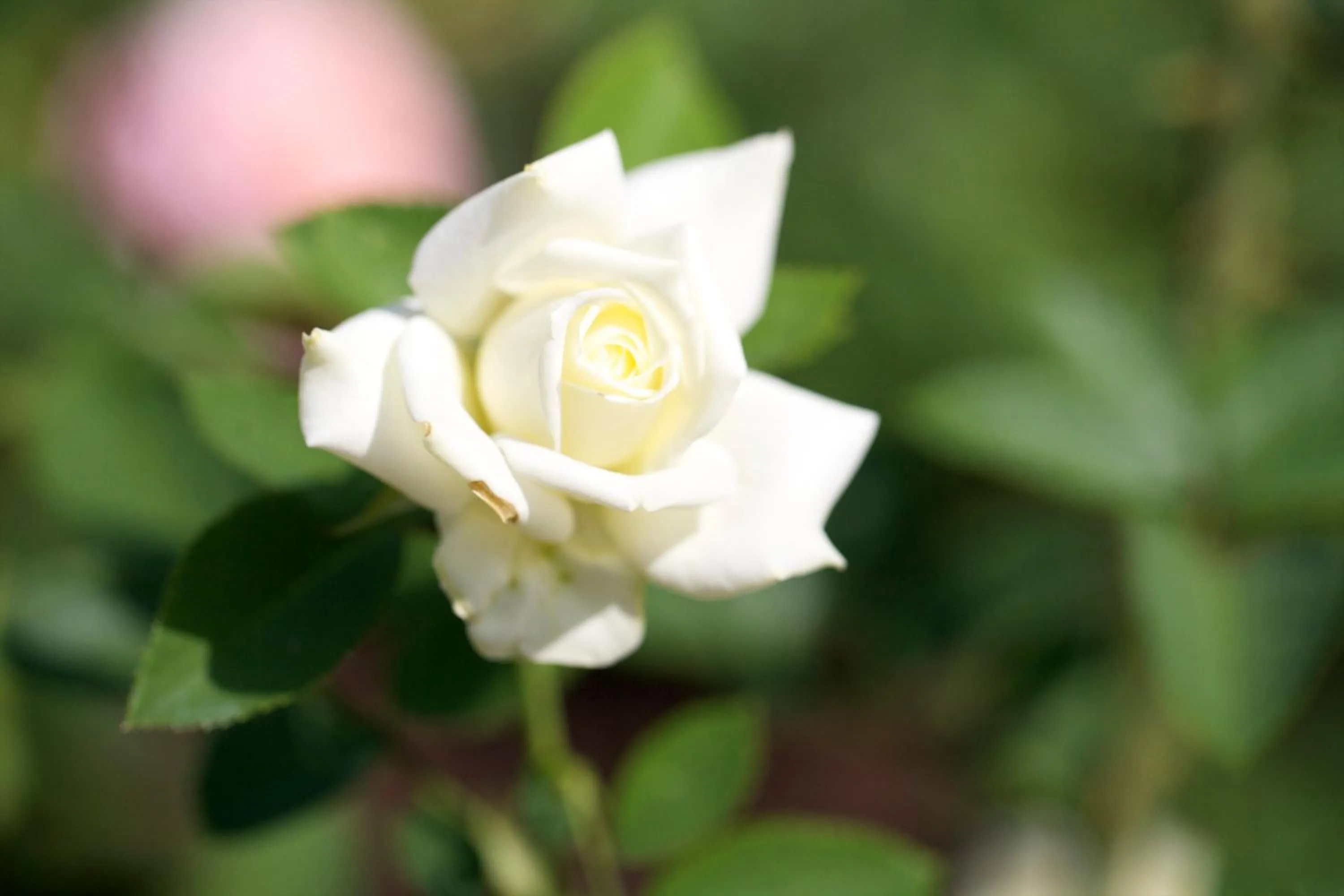 Other in Campiglione Hotel