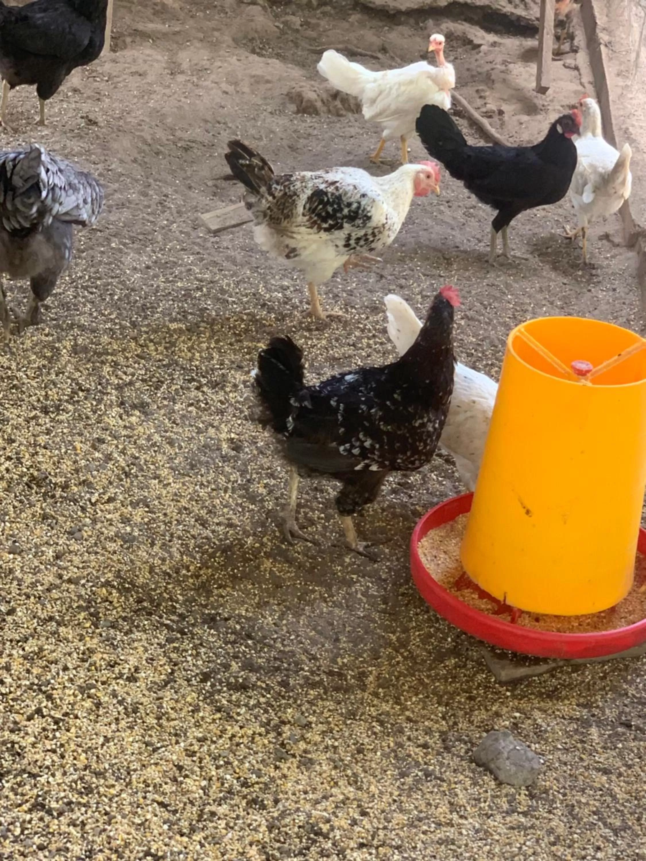 Other Animals in Hostalito El Greco