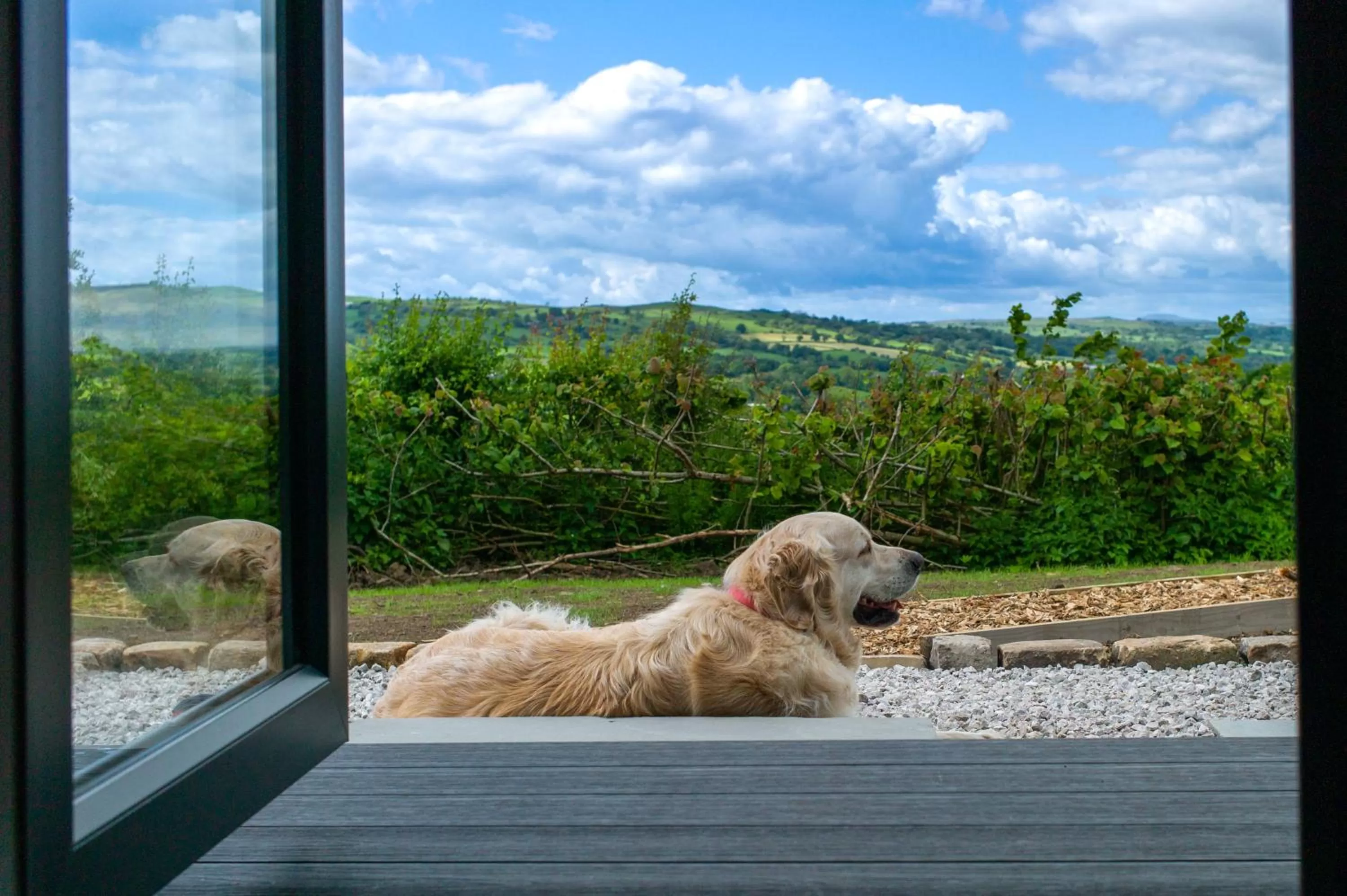 Pets in Greendale View