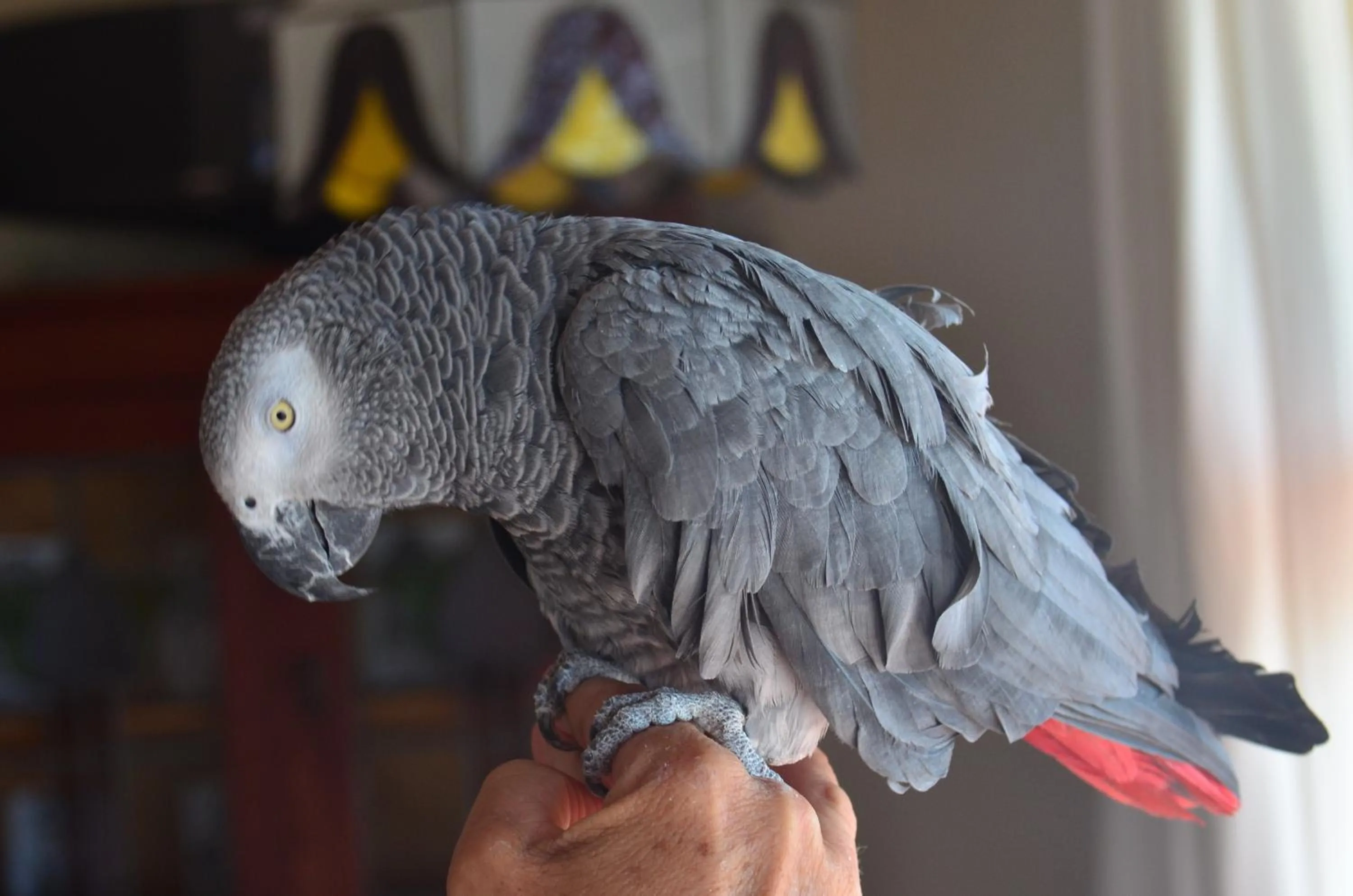 Pets in Moonglow Guesthouse