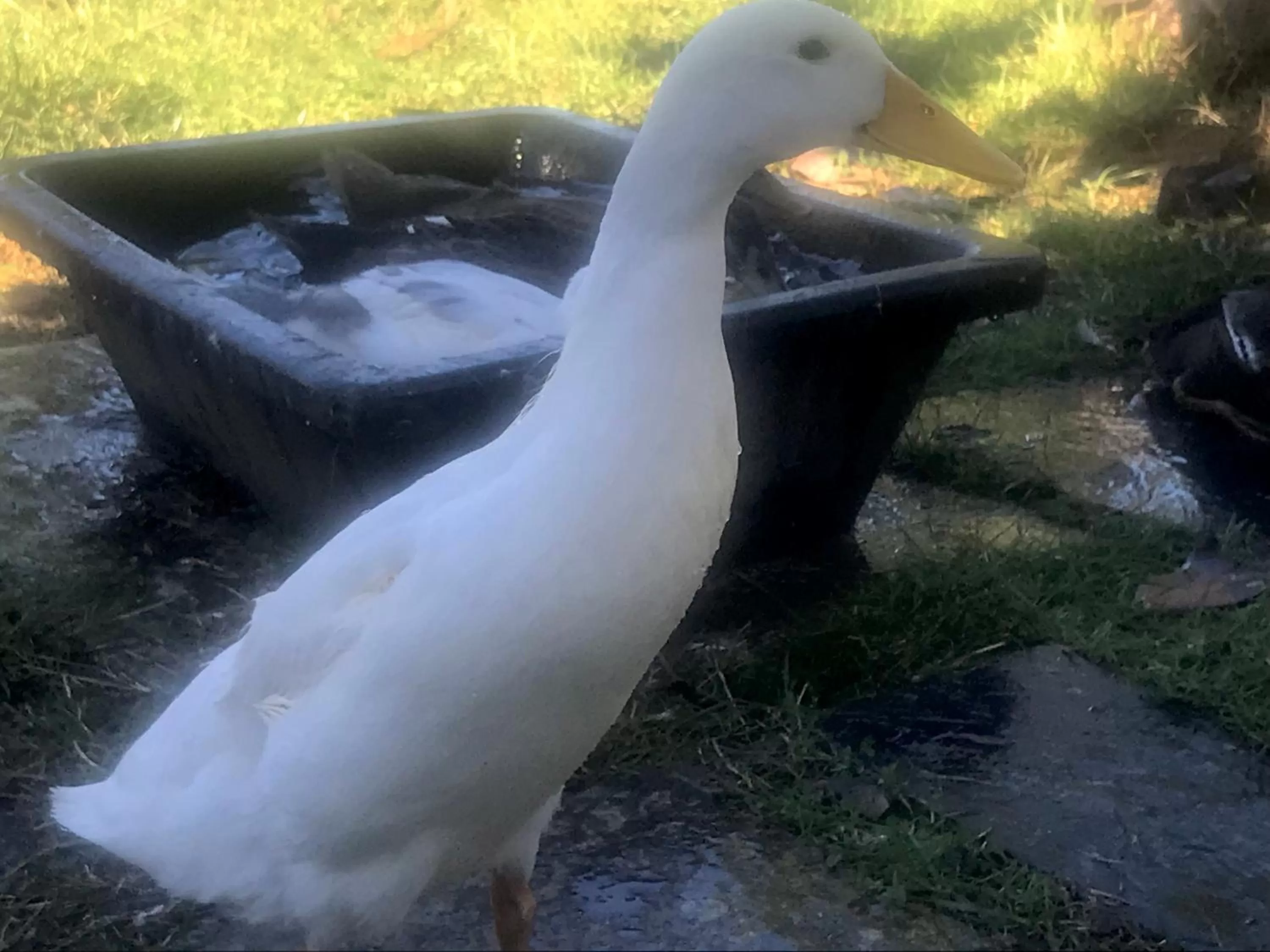 Other Animals in Chez Gustave & Compagnie