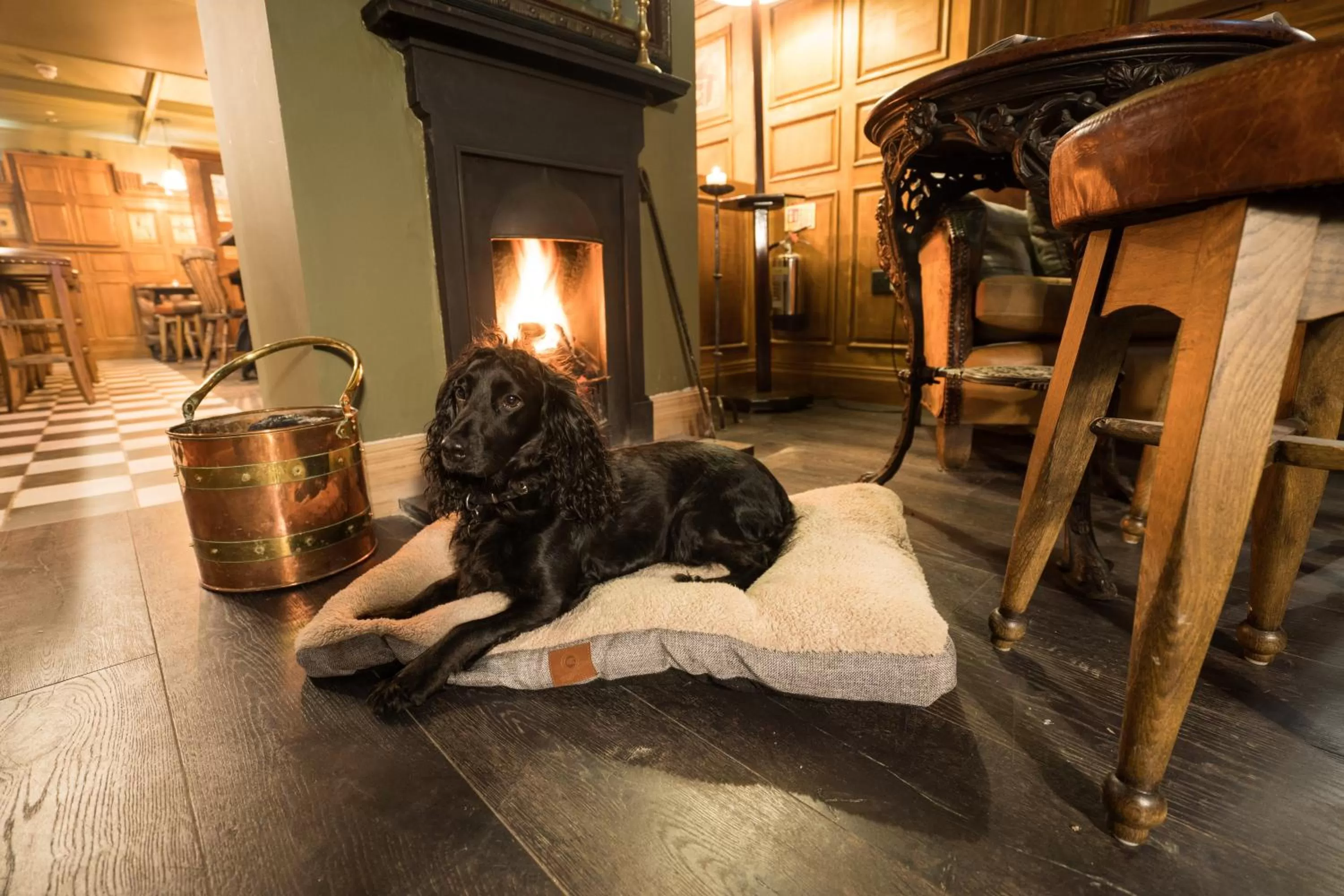 Pets in The Jack Russell