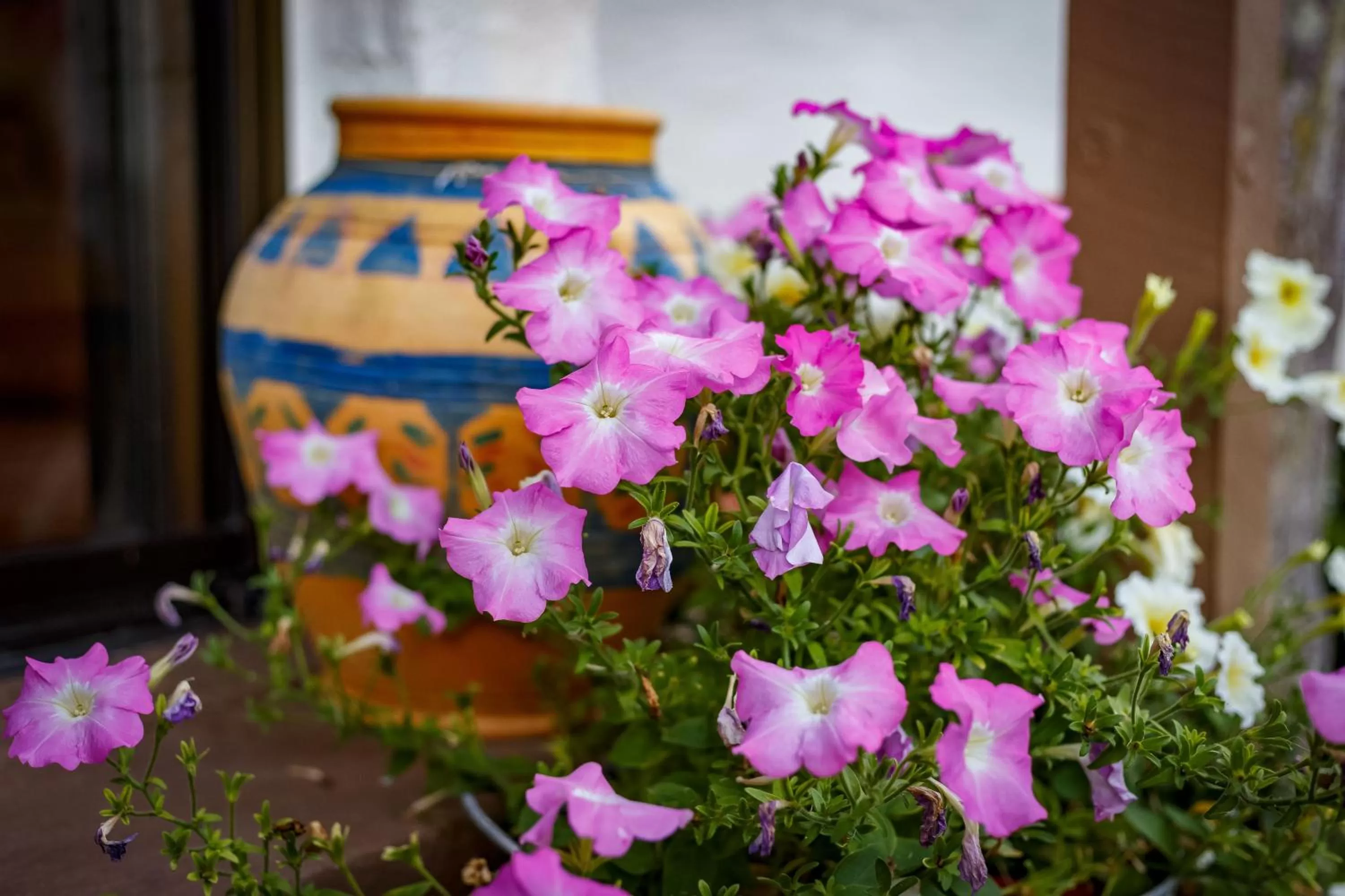 Garden in Sensom Luxury Boutique Bed and Breakfast