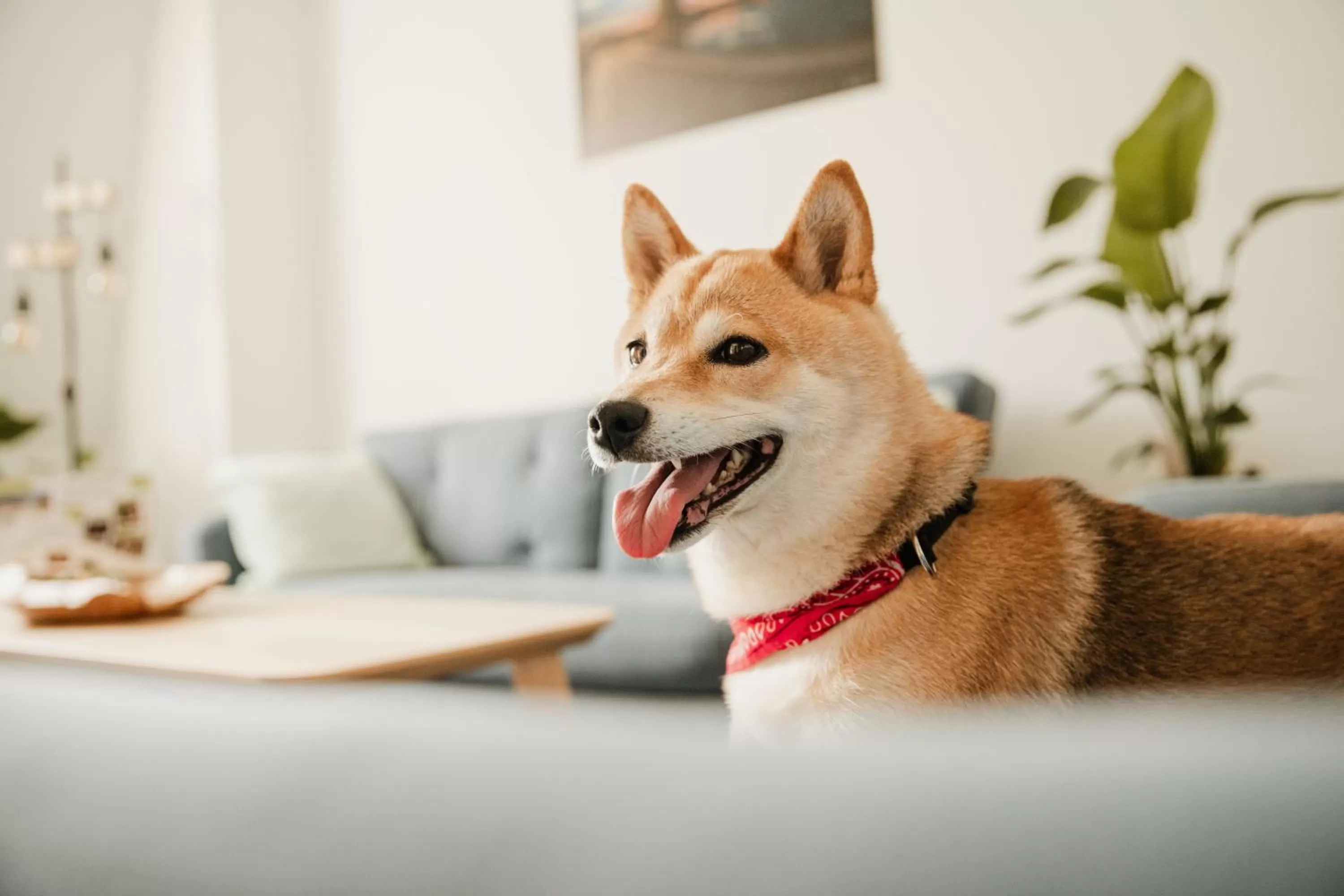 Pets in Hotel Rehavital