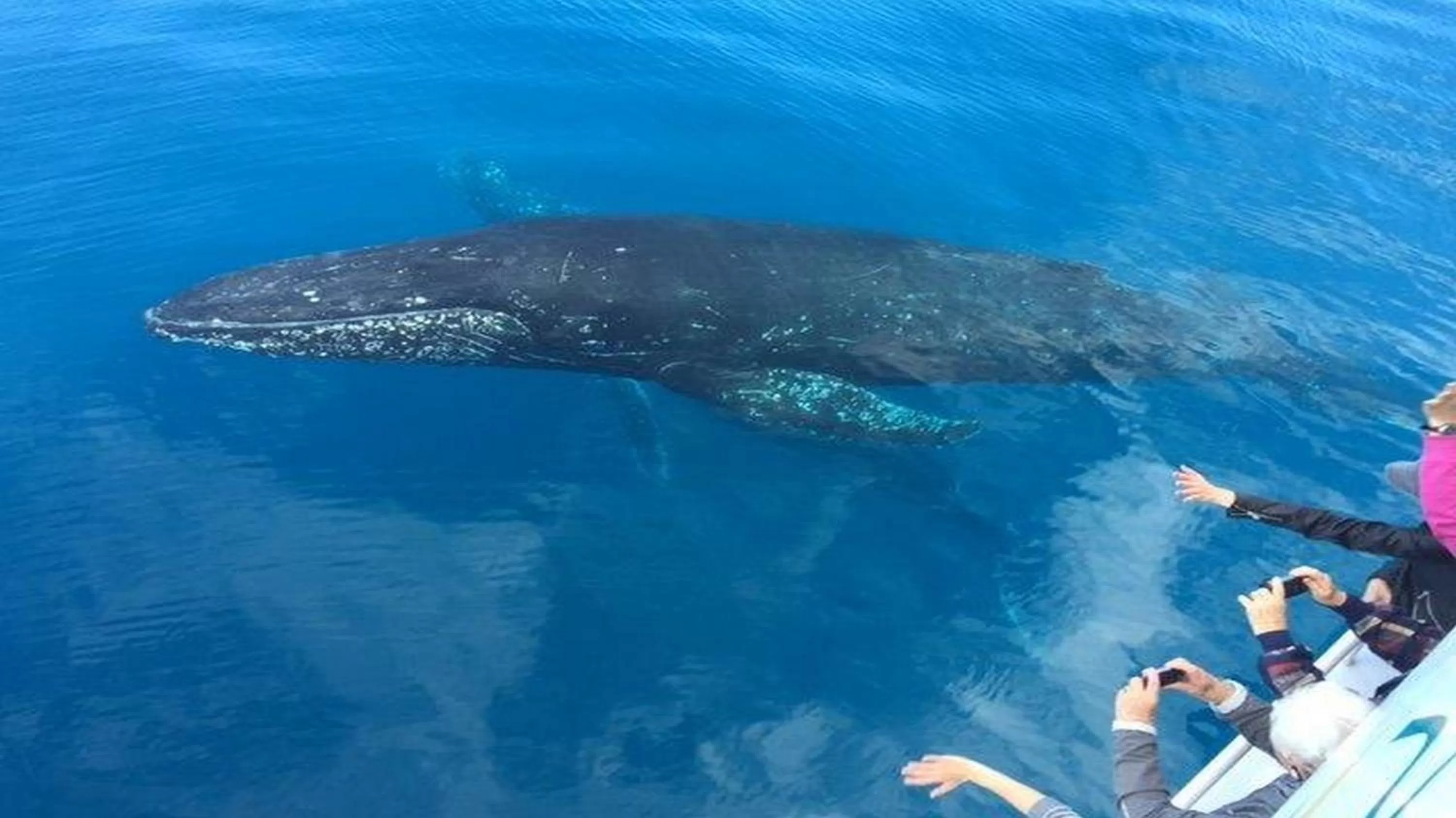 Animals in Tower Court Motel - adults only haven