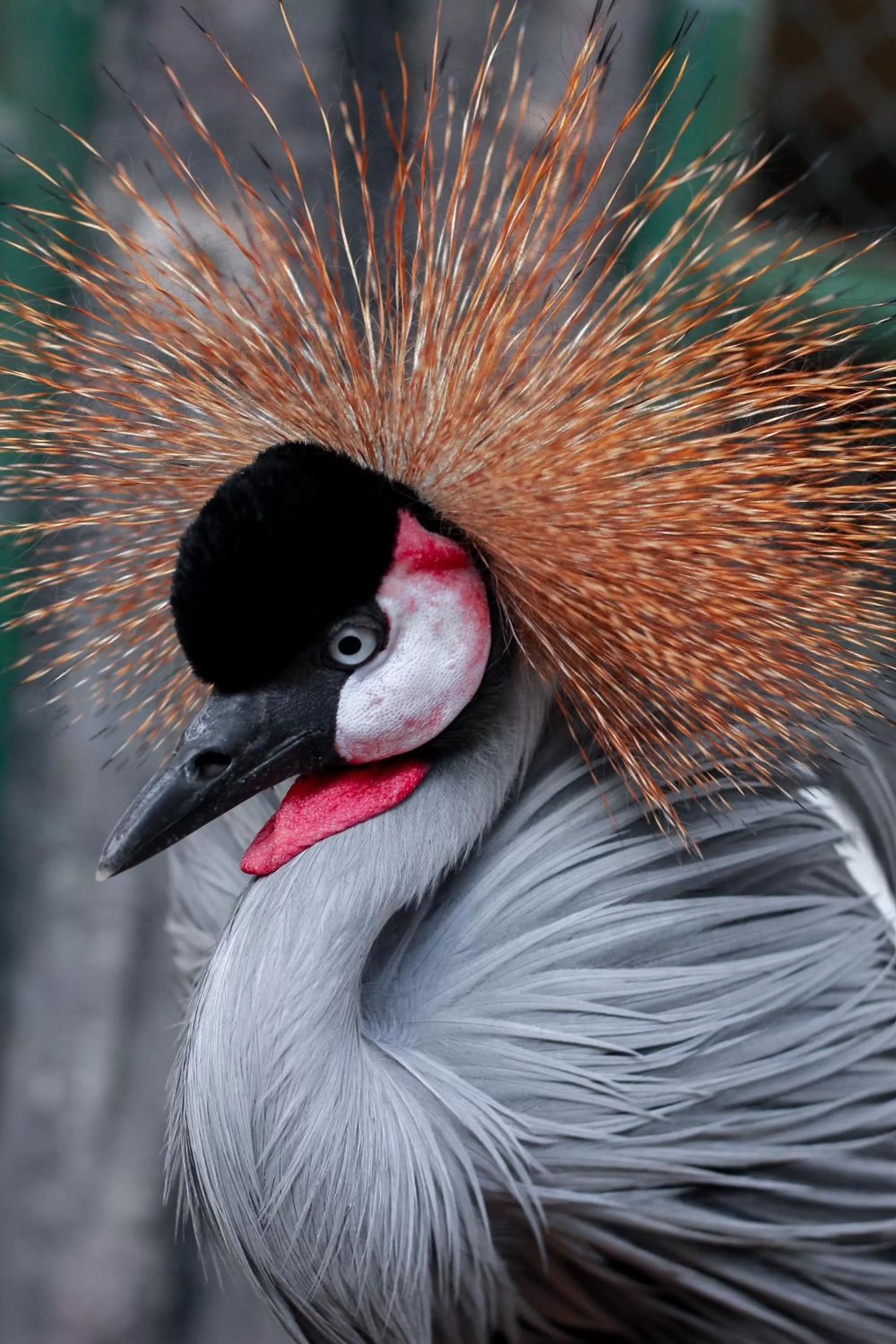 Animals in Pousada Sol e Mar