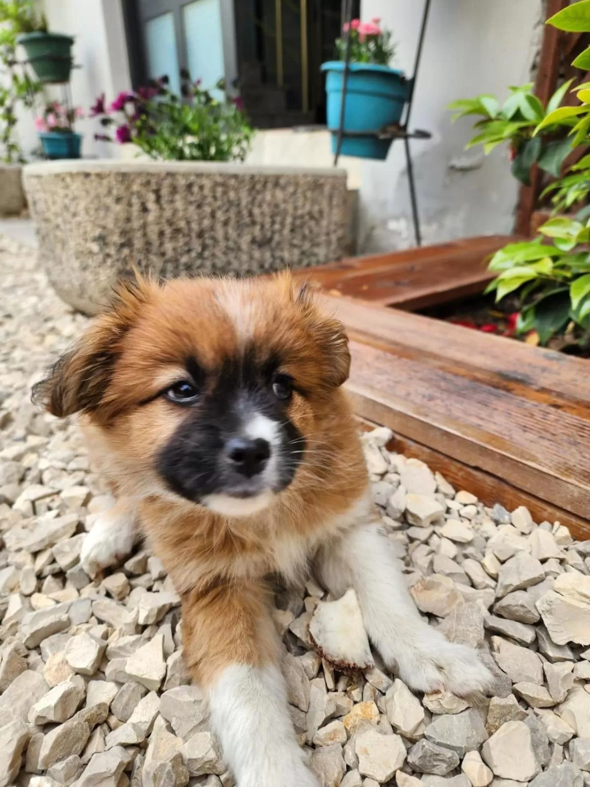 Animals, Pets in Seashell Beach Rooms