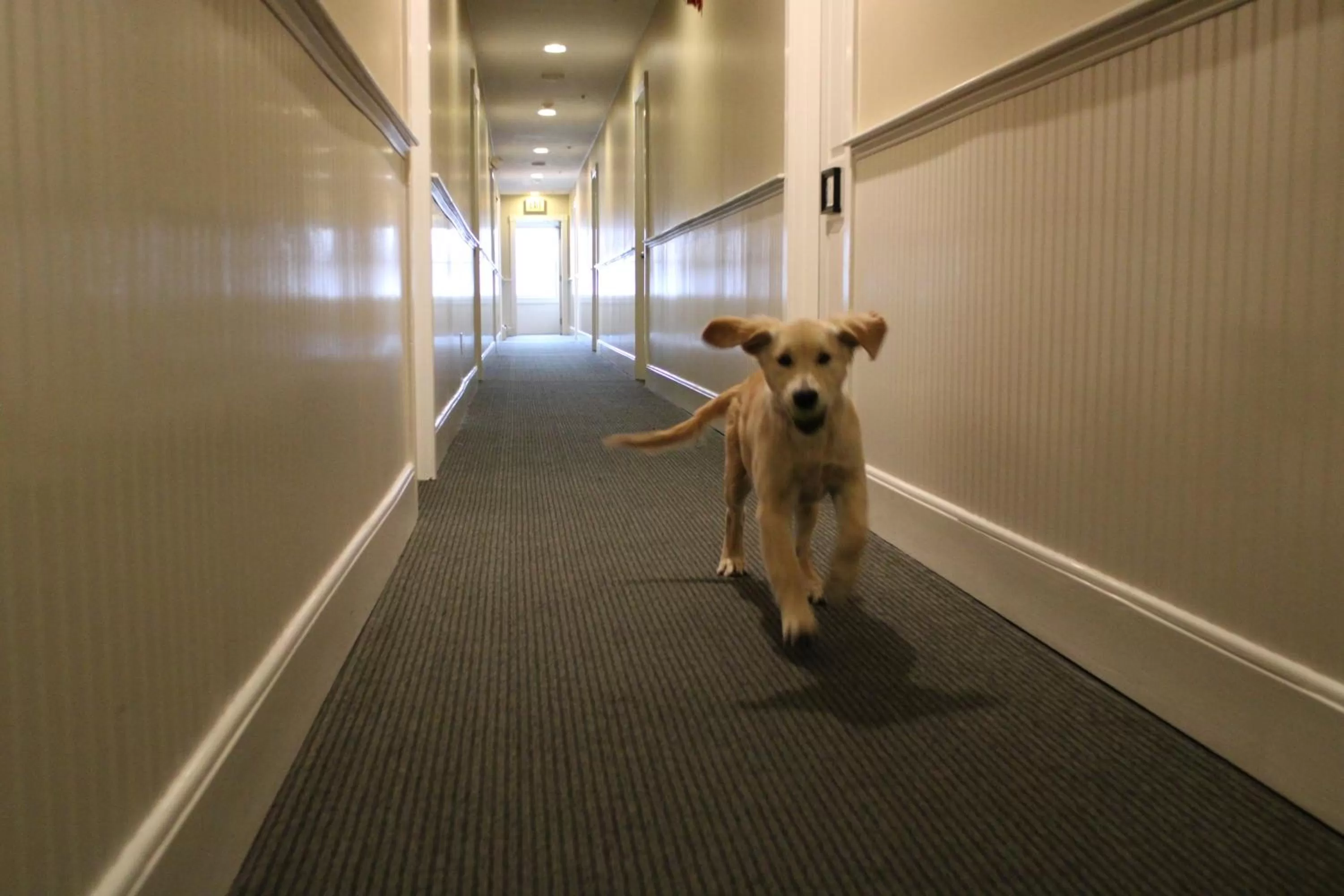 Patio, Pets in Pilgrim House