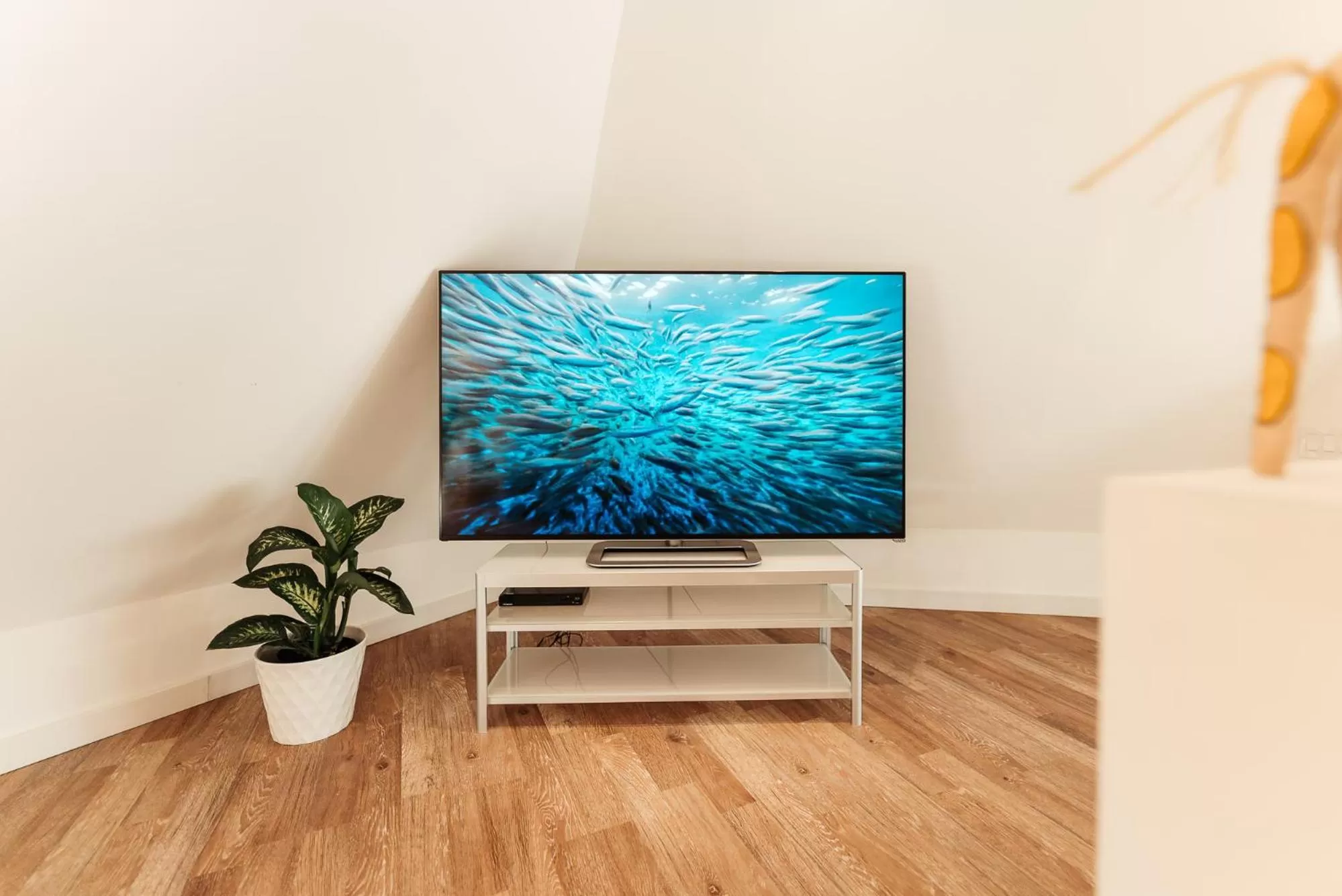 TV and multimedia in Pyramids in Florida