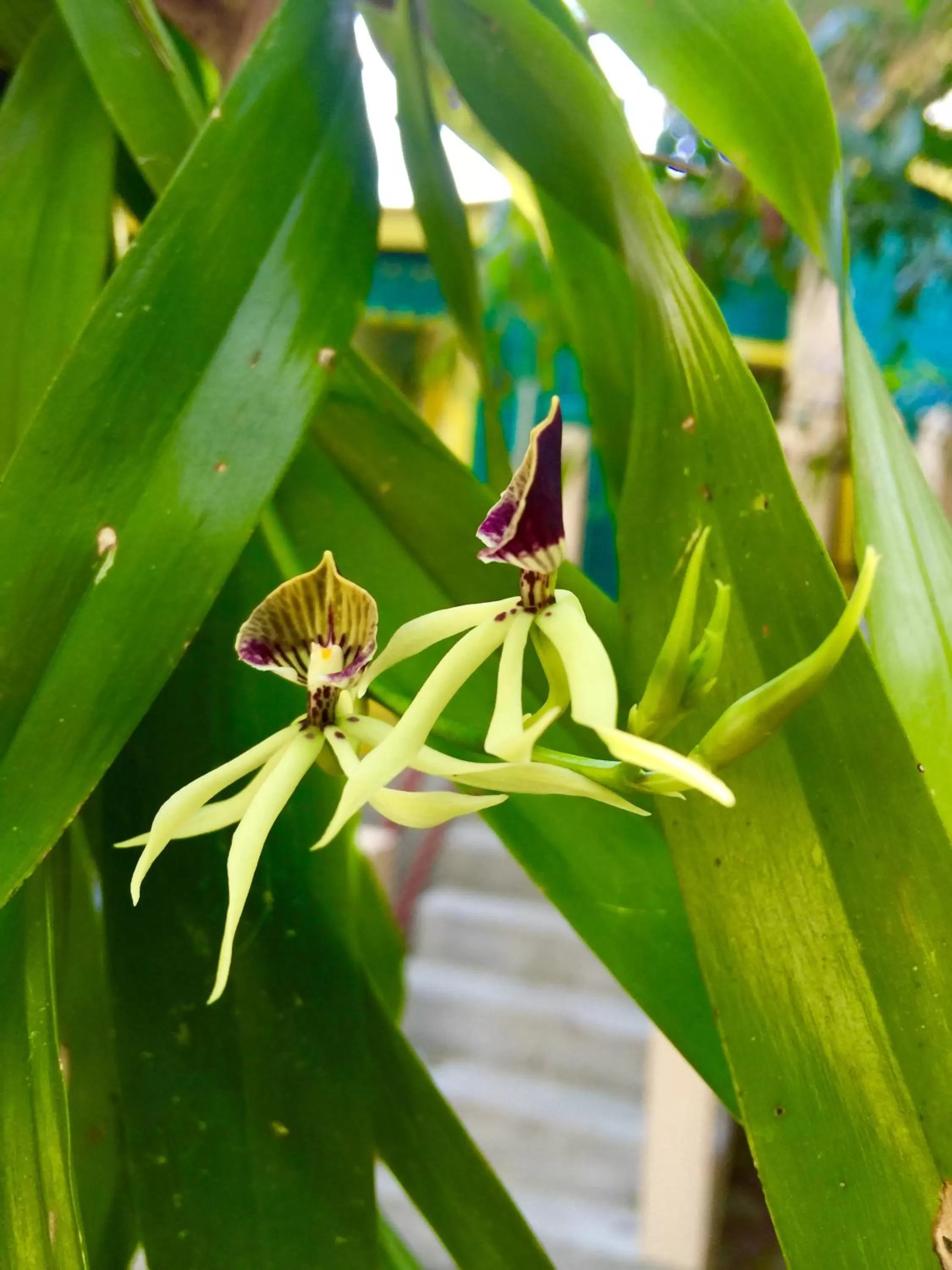 Garden, Other Animals in Yocamatsu