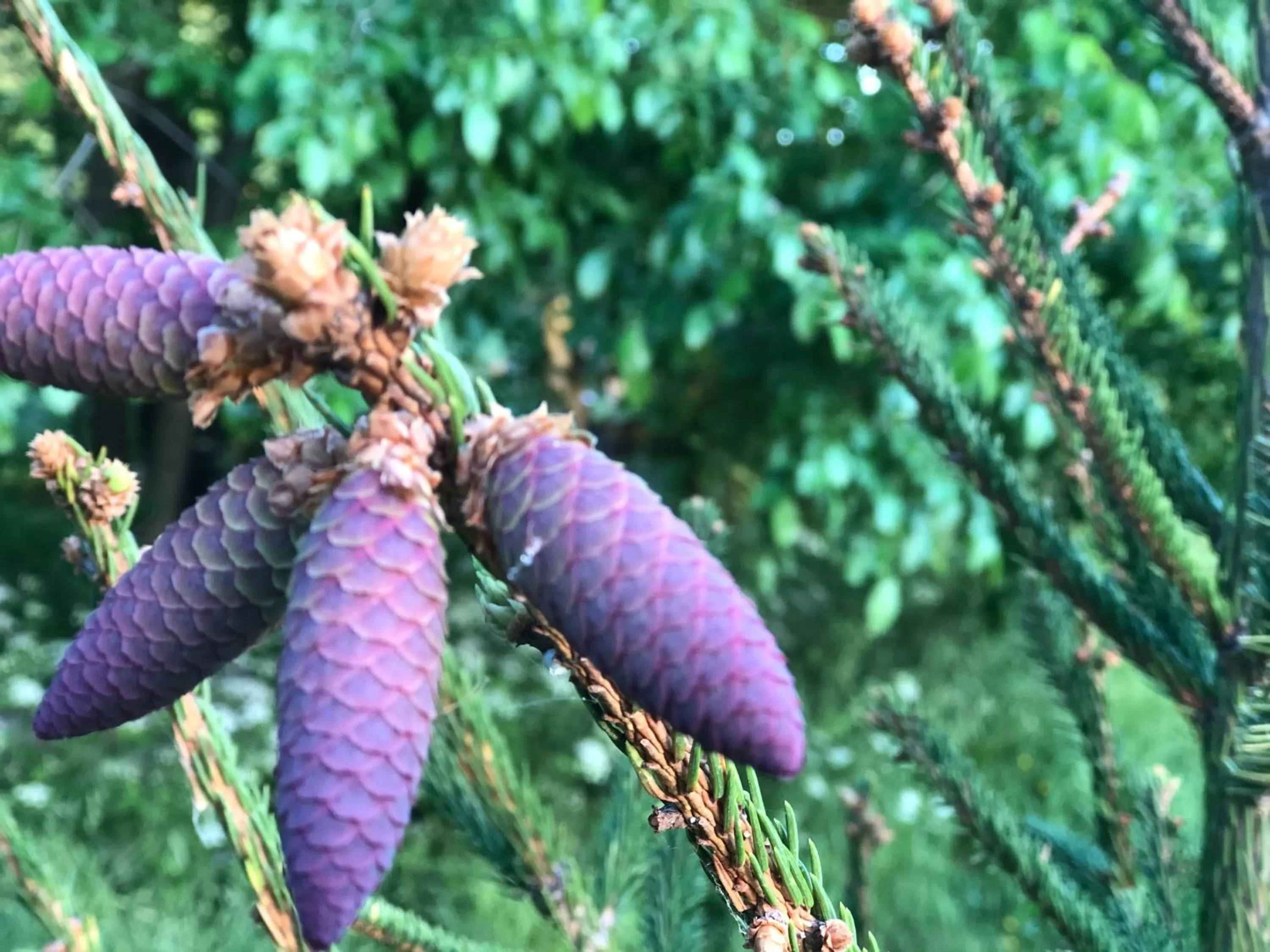 Garden in Antica Taverna del Principe