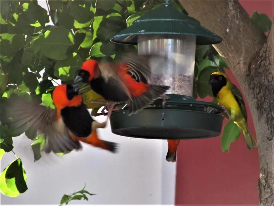 Garden in Squirrels Corner