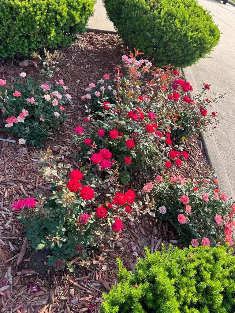 Garden in Super 8 by Wyndham Warrenton