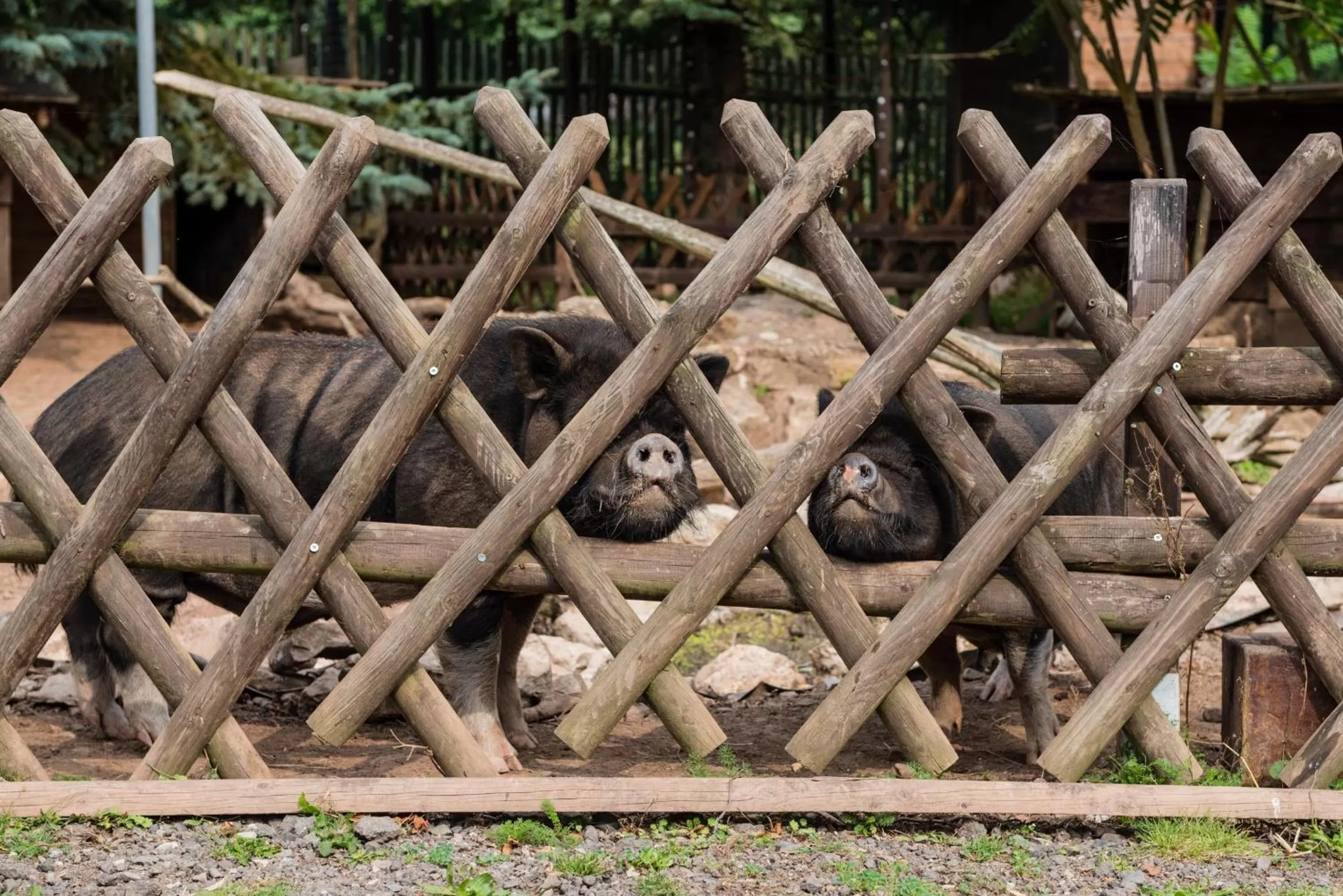 Animals in Hotel Weiße Mühle