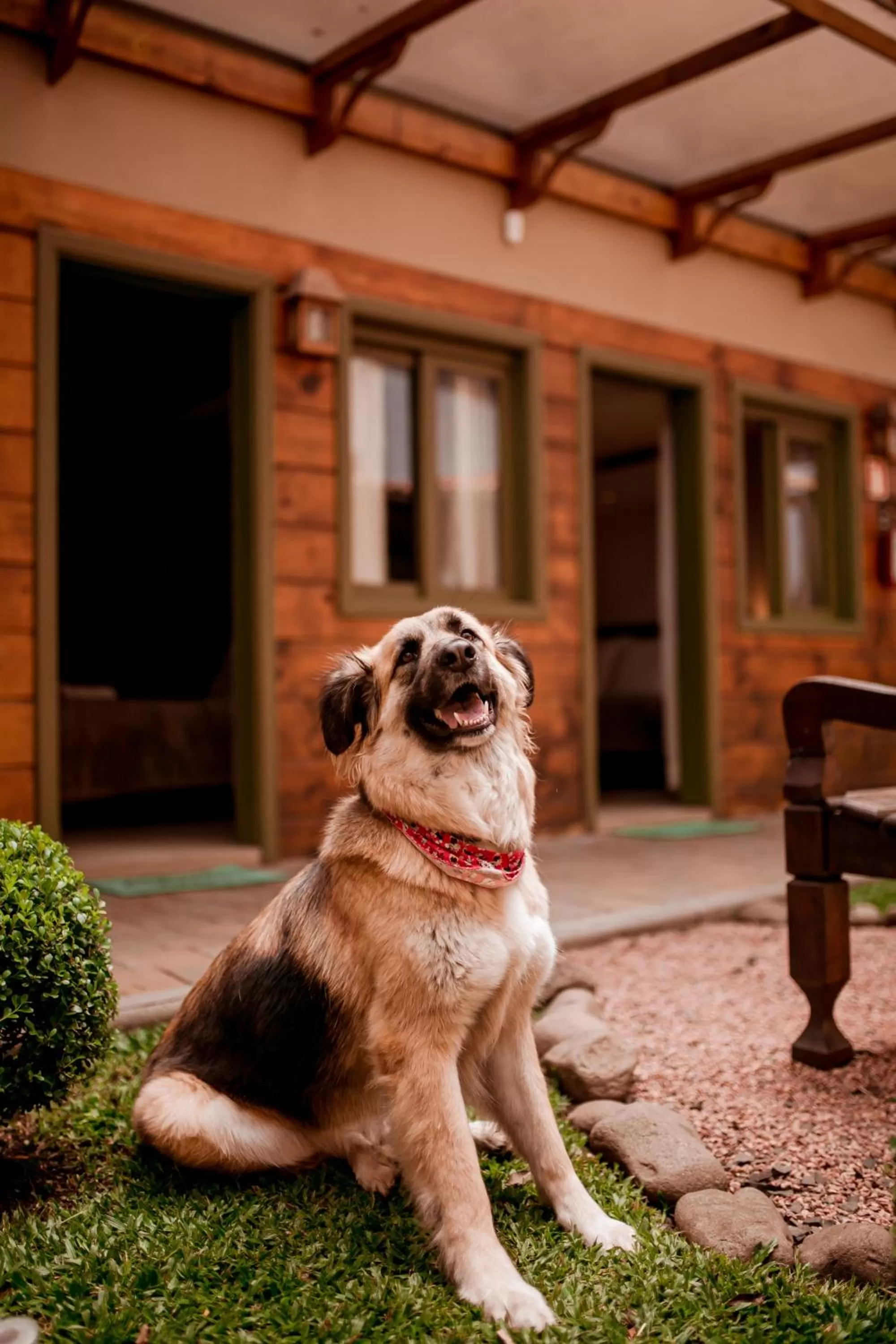 Pets in Pousada Charm Canela