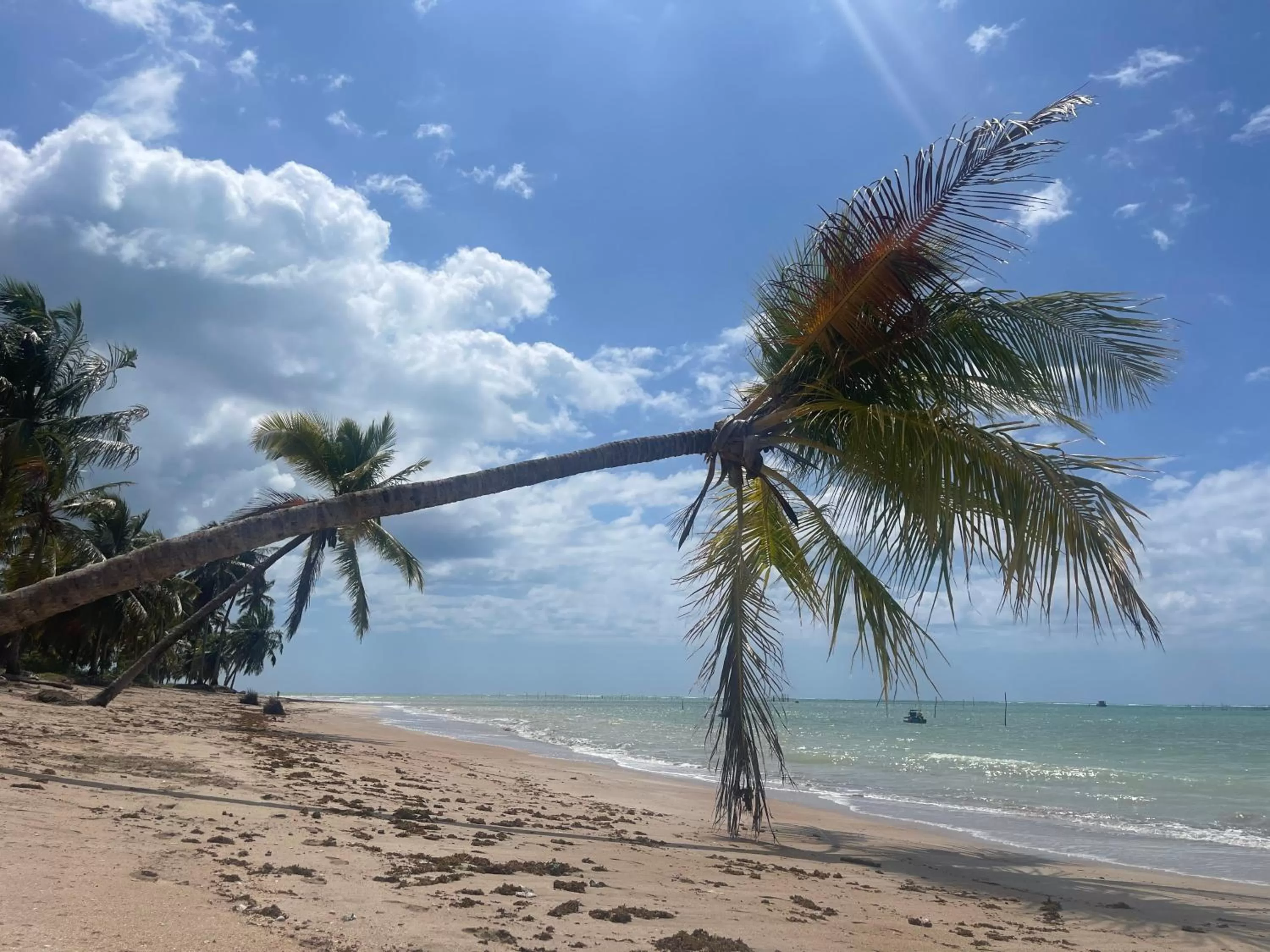 Natural landscape in Chalé Palhano Beach