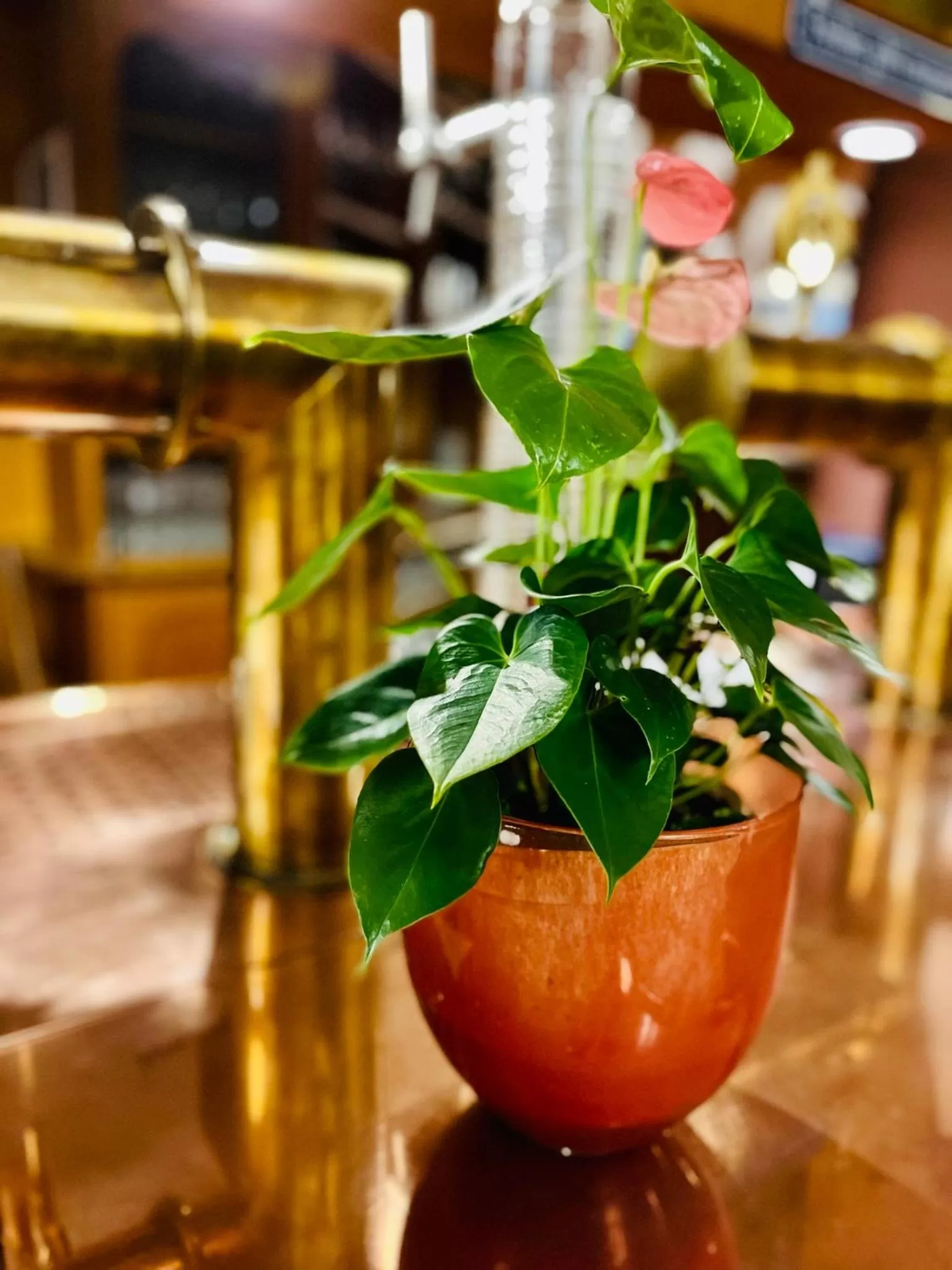 Restaurant/places to eat in Hotel Hoepfner Burghof