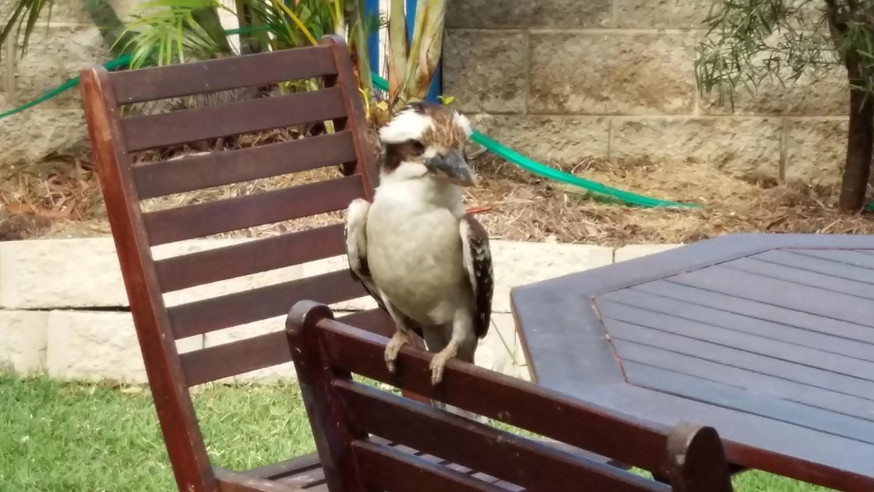 Animals in Tropical Palms Resort & 4WD Hire