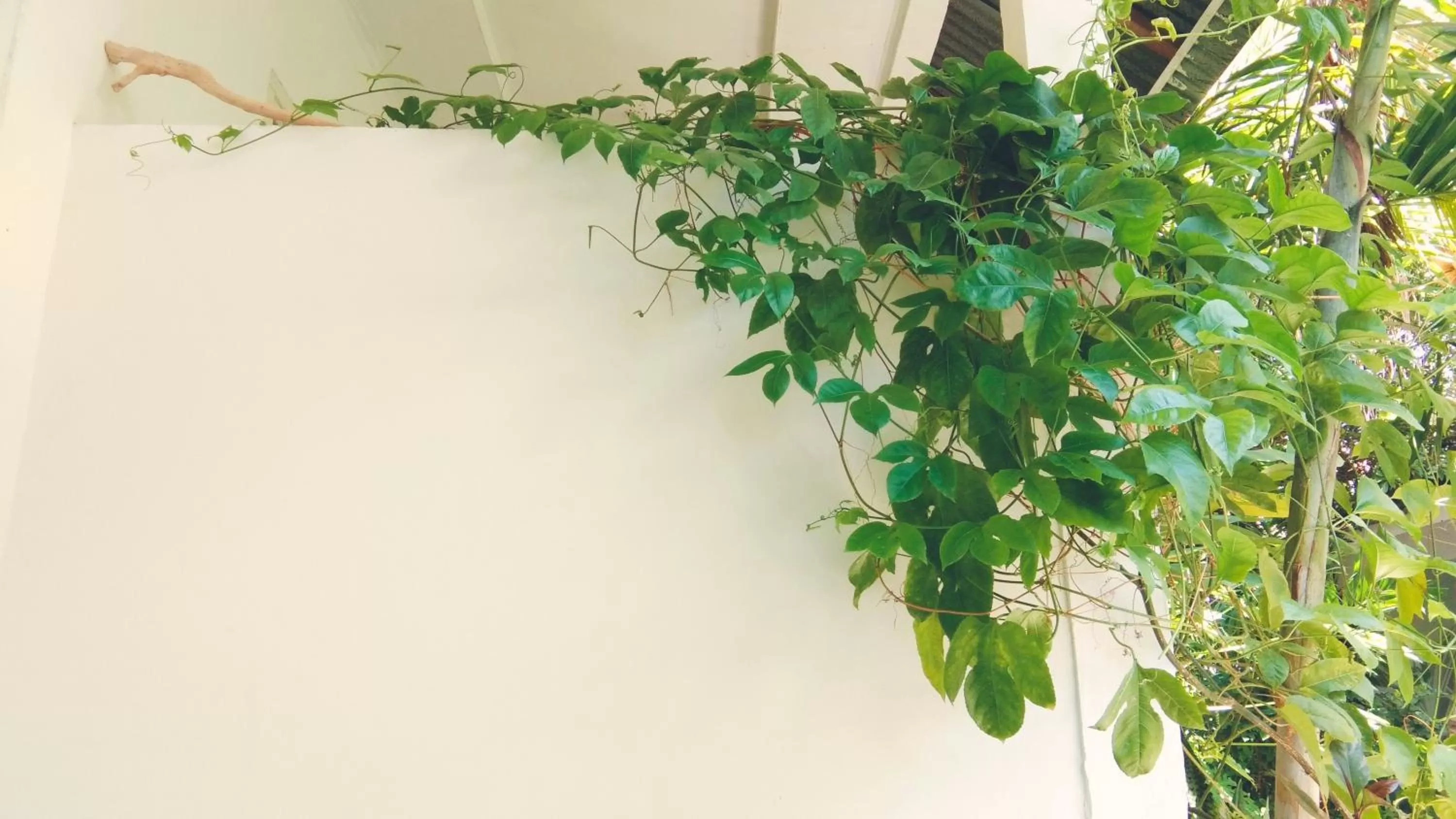 Patio in Café des Arts Gili Air