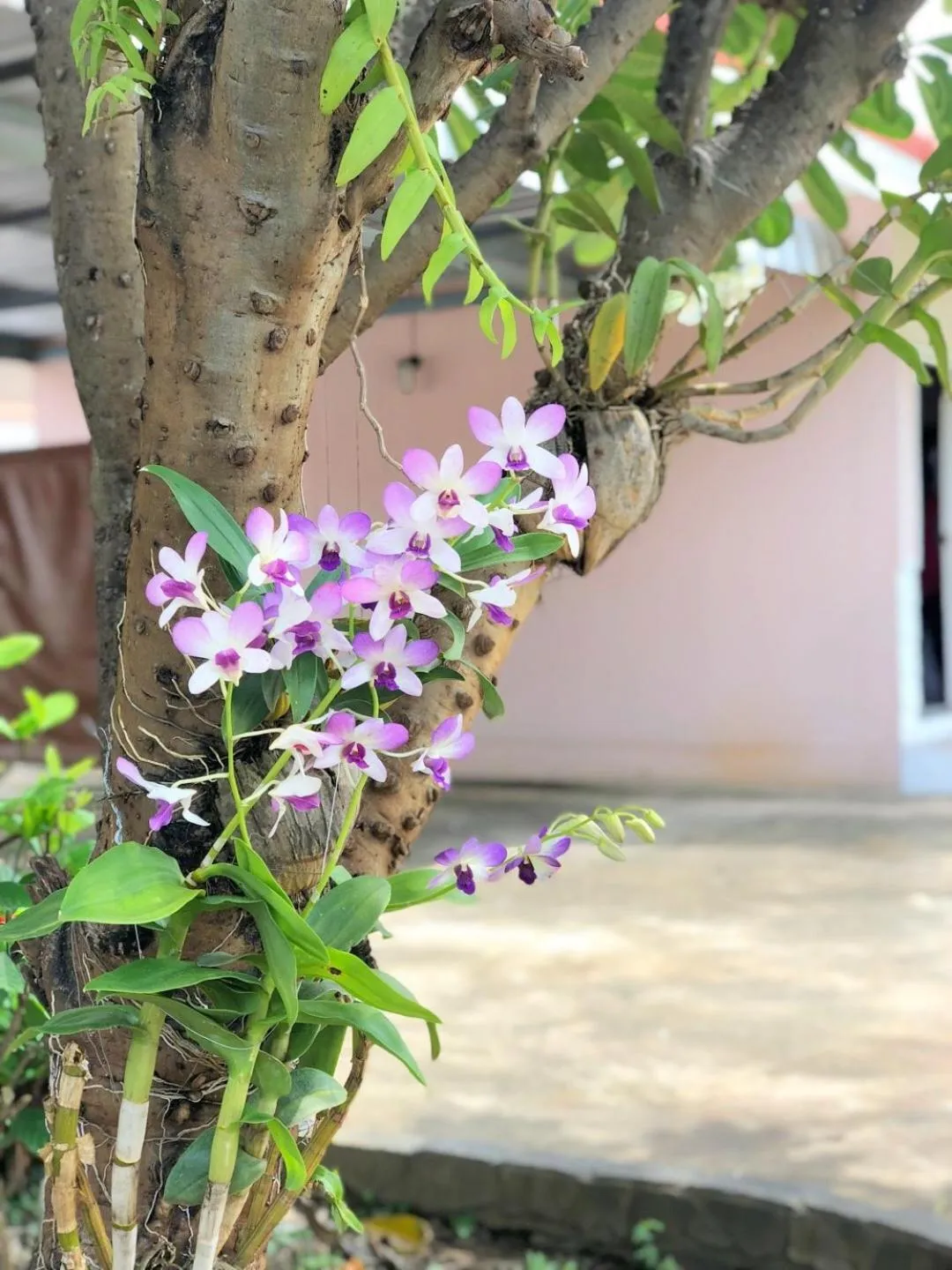 Garden view in Soda Resort