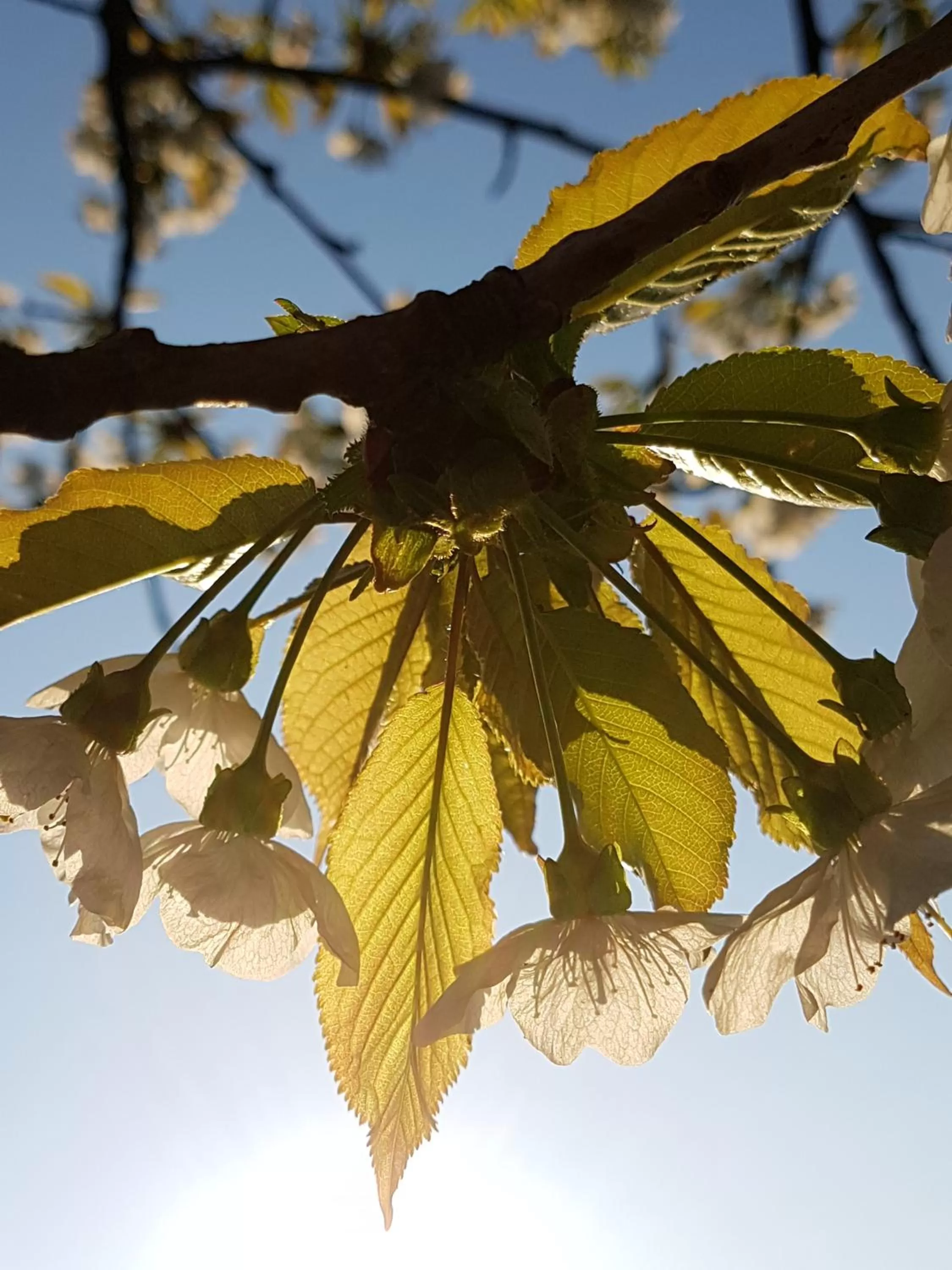 Spring in Kurhotel Anders