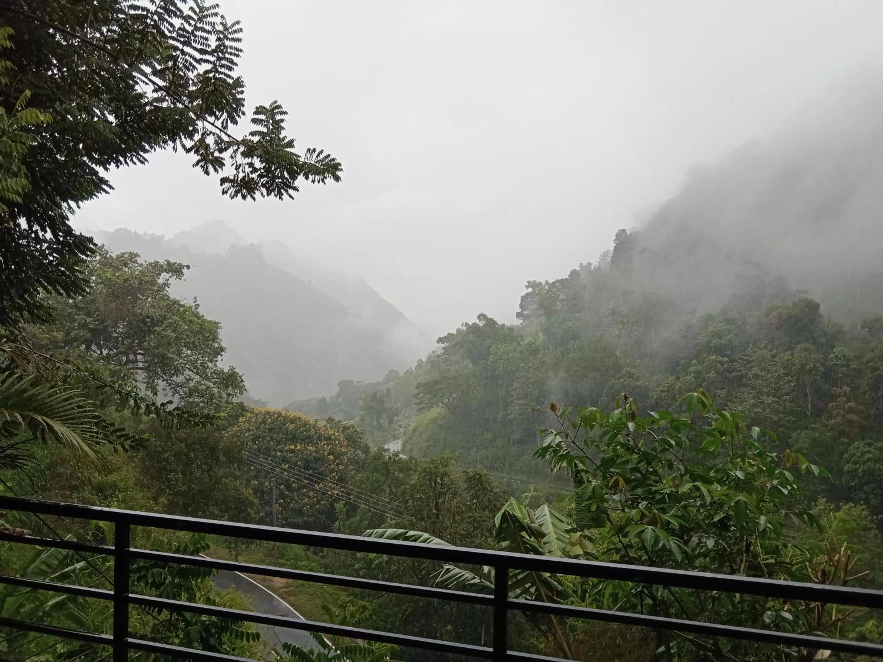 Ella Lucky Panoramic