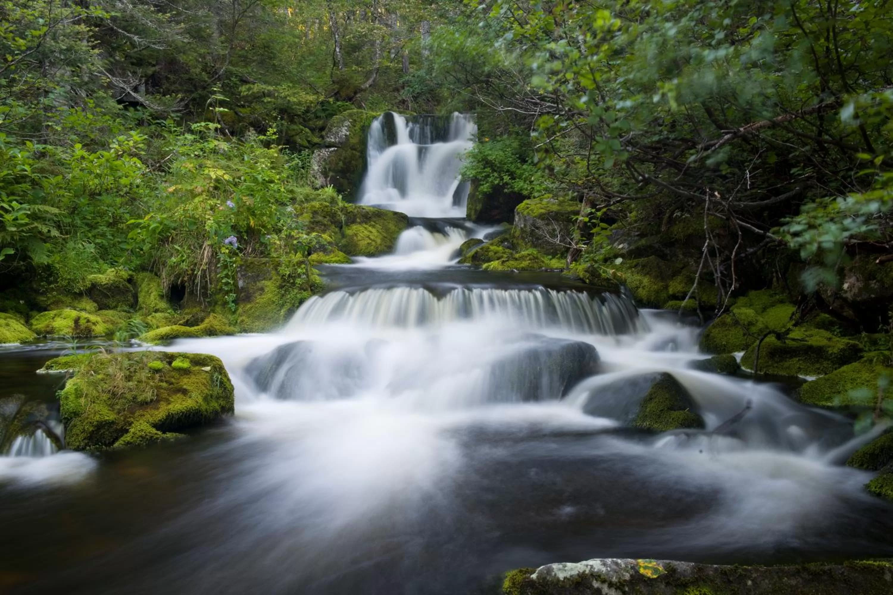Natural landscape in Gîte du Mont-Albert - Sepaq