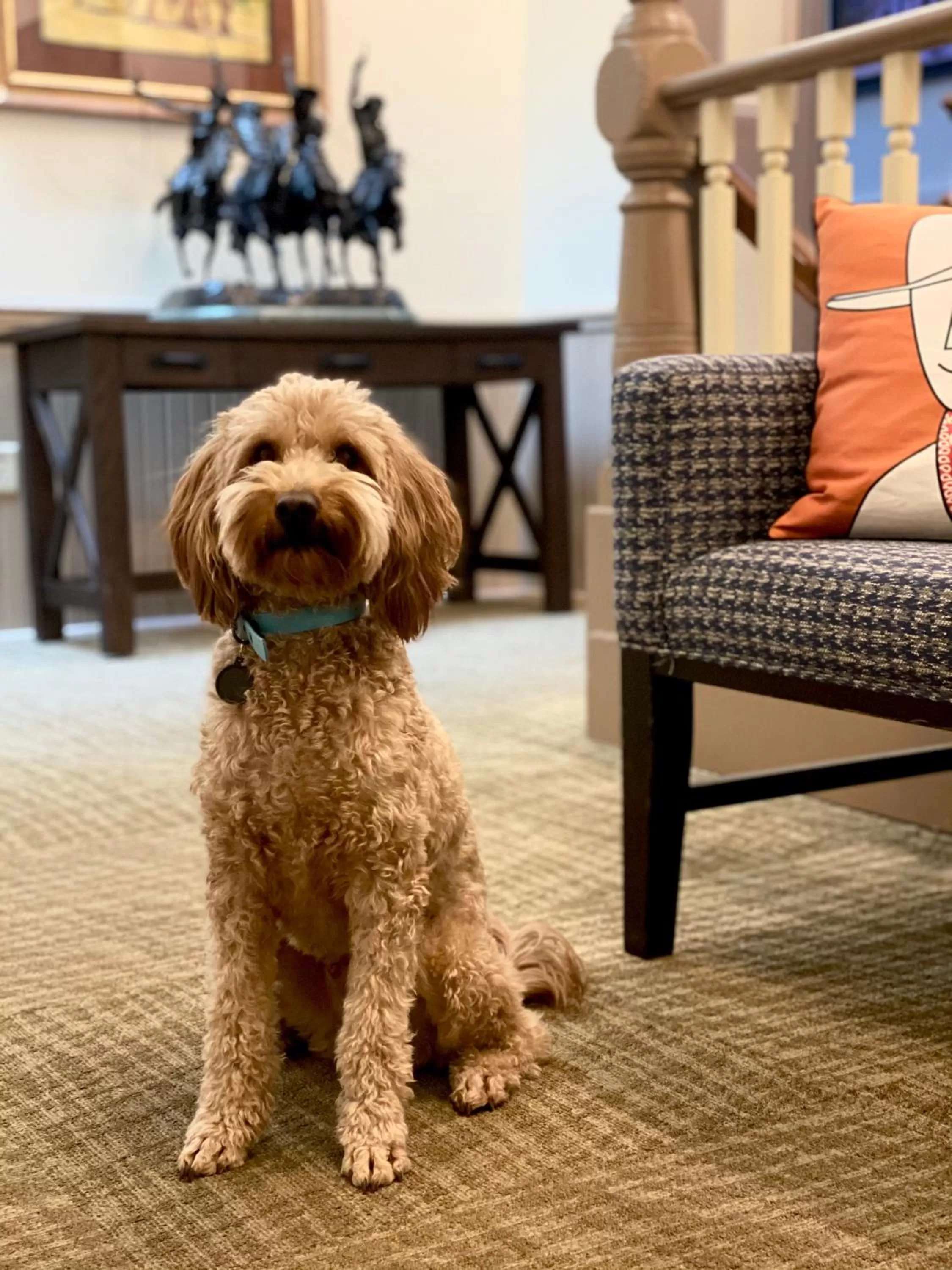 Pets in Historic Hotel Arvon