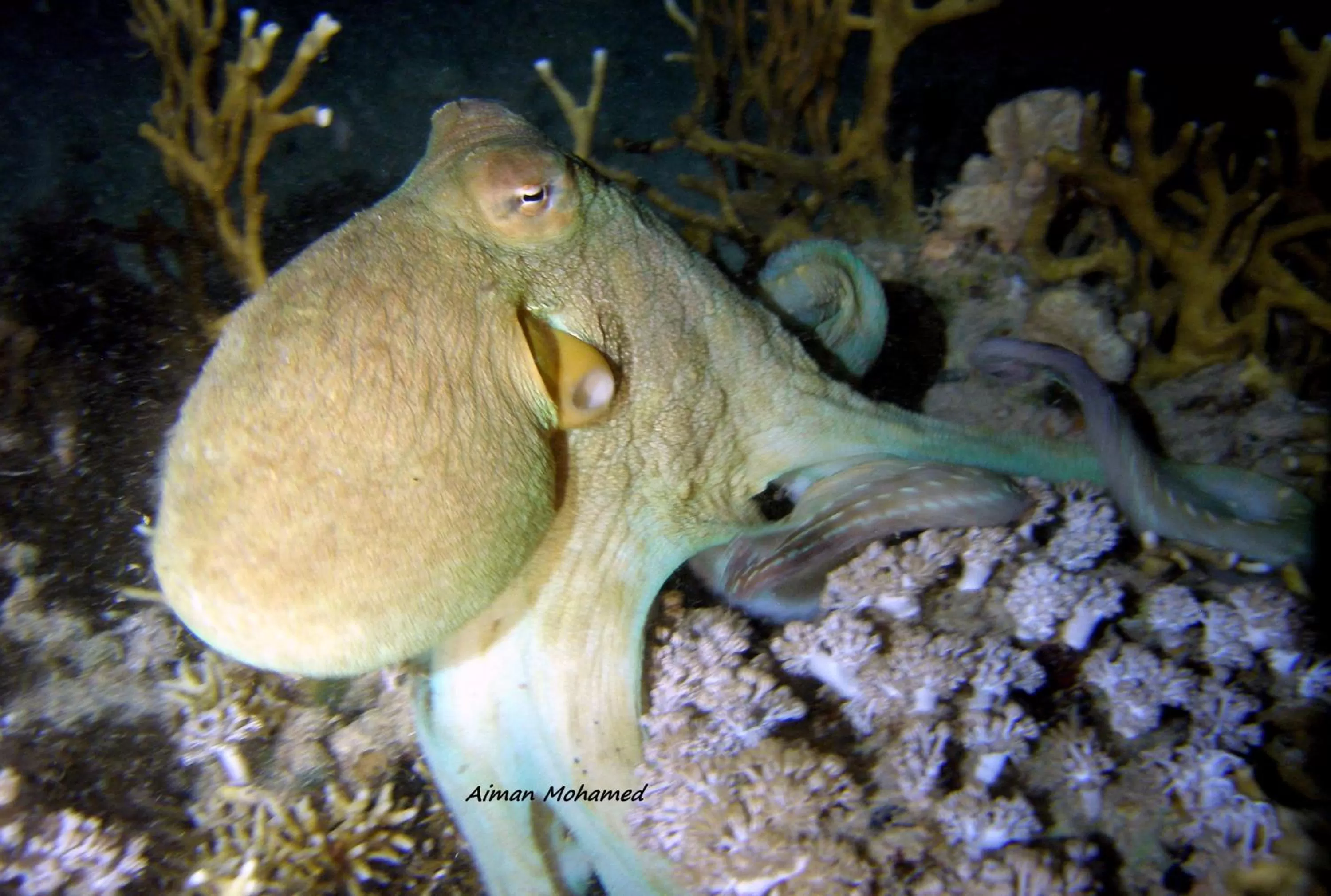 Snorkeling in Coral Sun Beach