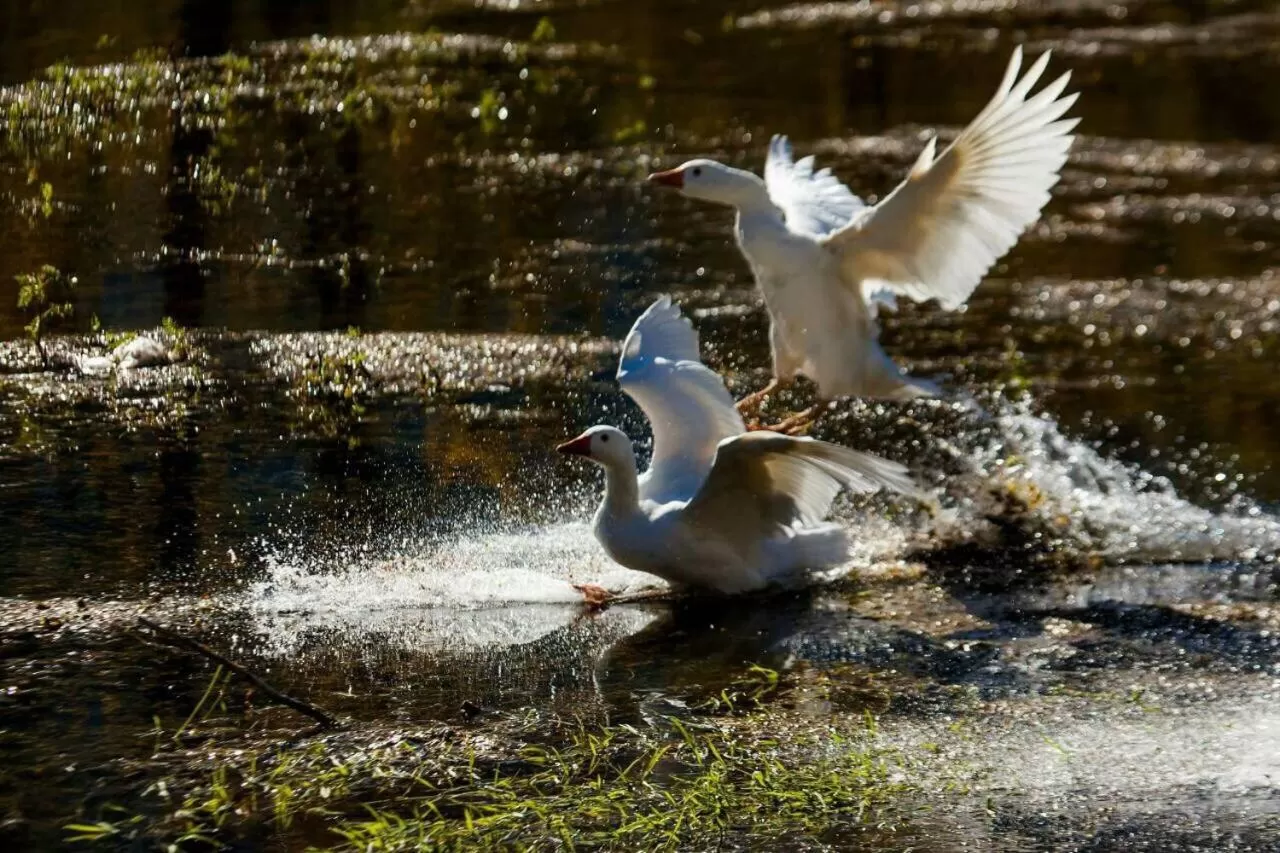 Bed and Breakfast Family Djukic