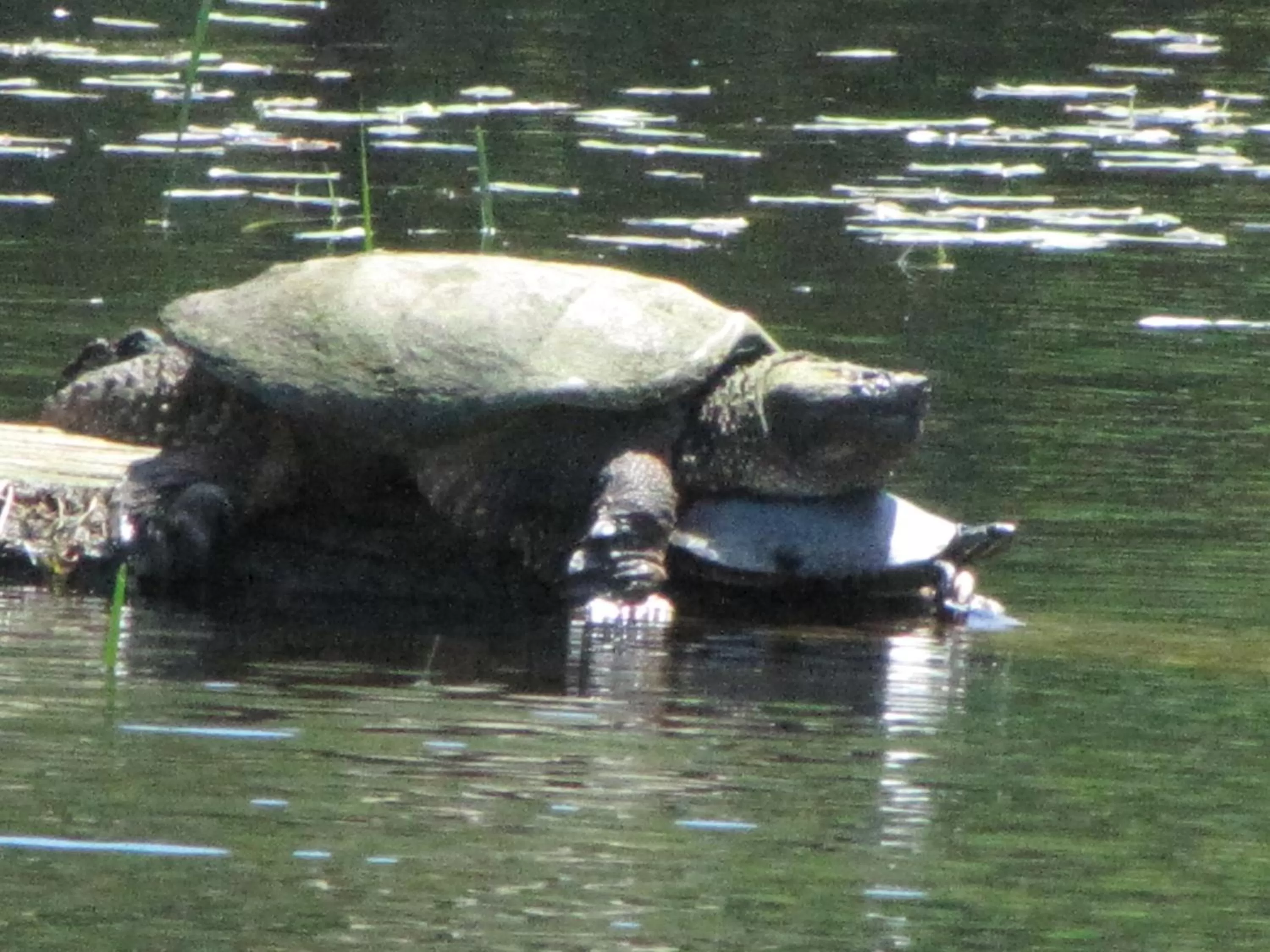 Animals, Other Animals in Shambhala Bed and Breakfast