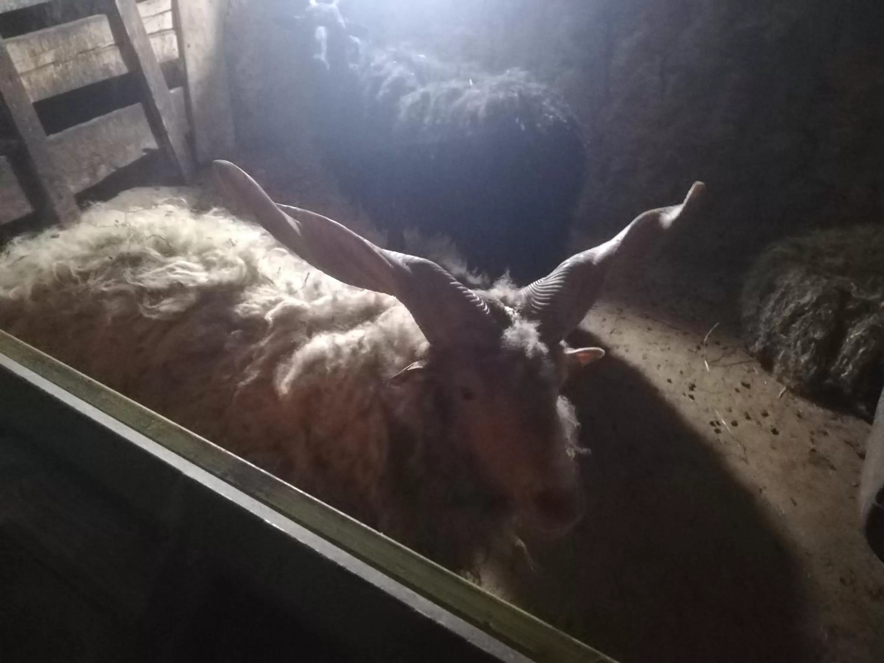 Animals in Etno selo Vile Jefimija, selo Preobrazenje, Vranje