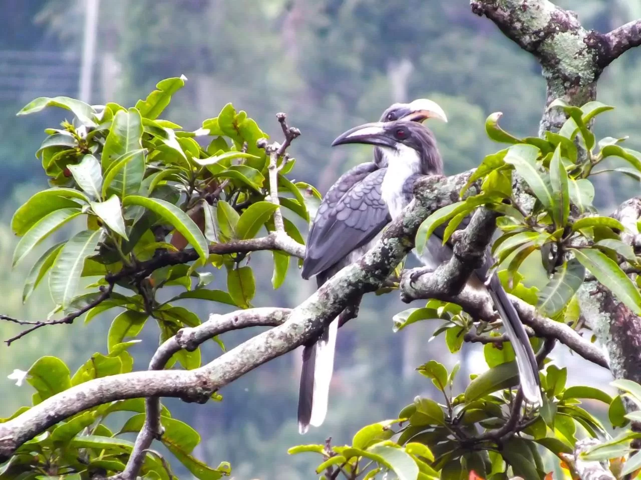 Natural landscape in Blue Ribbon Homestay