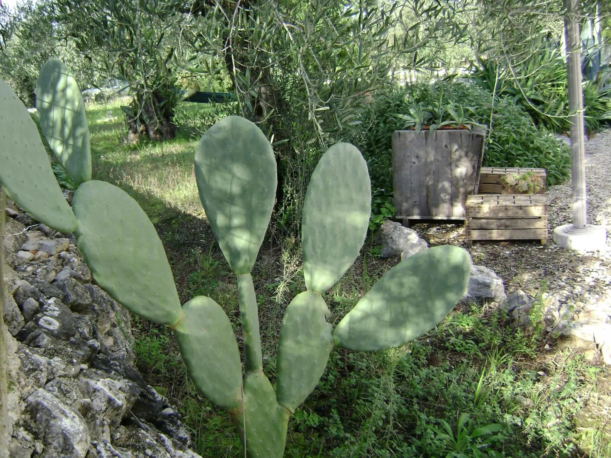 Garden in B&B Villa Mediterranea with private parking