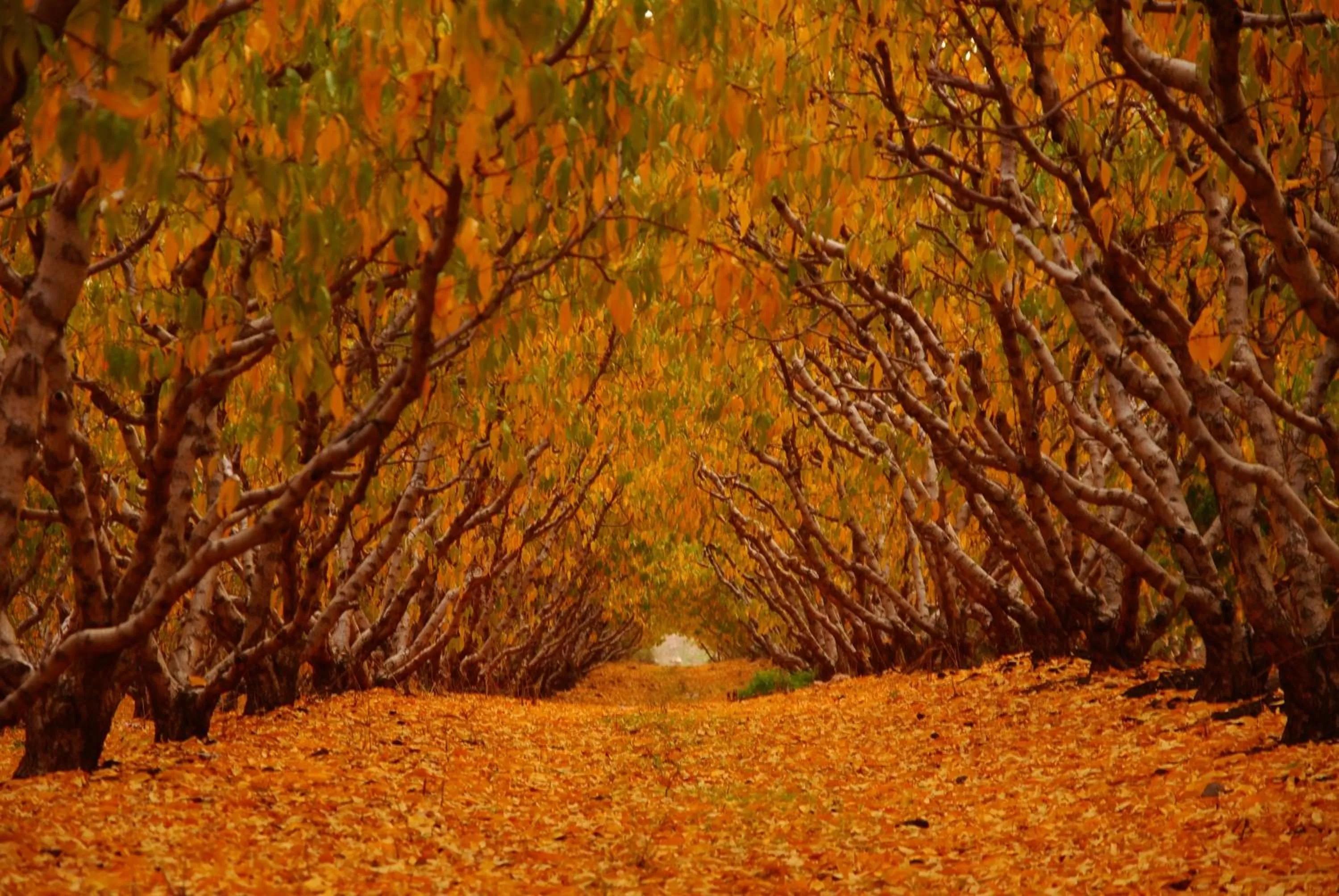 Natural landscape in HaBaronit