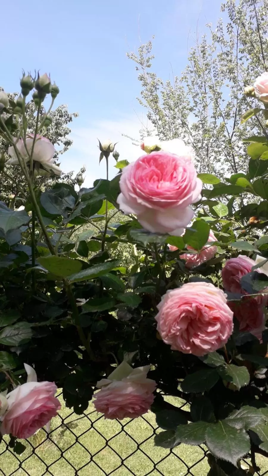 Garden in B&B Mo Va Là