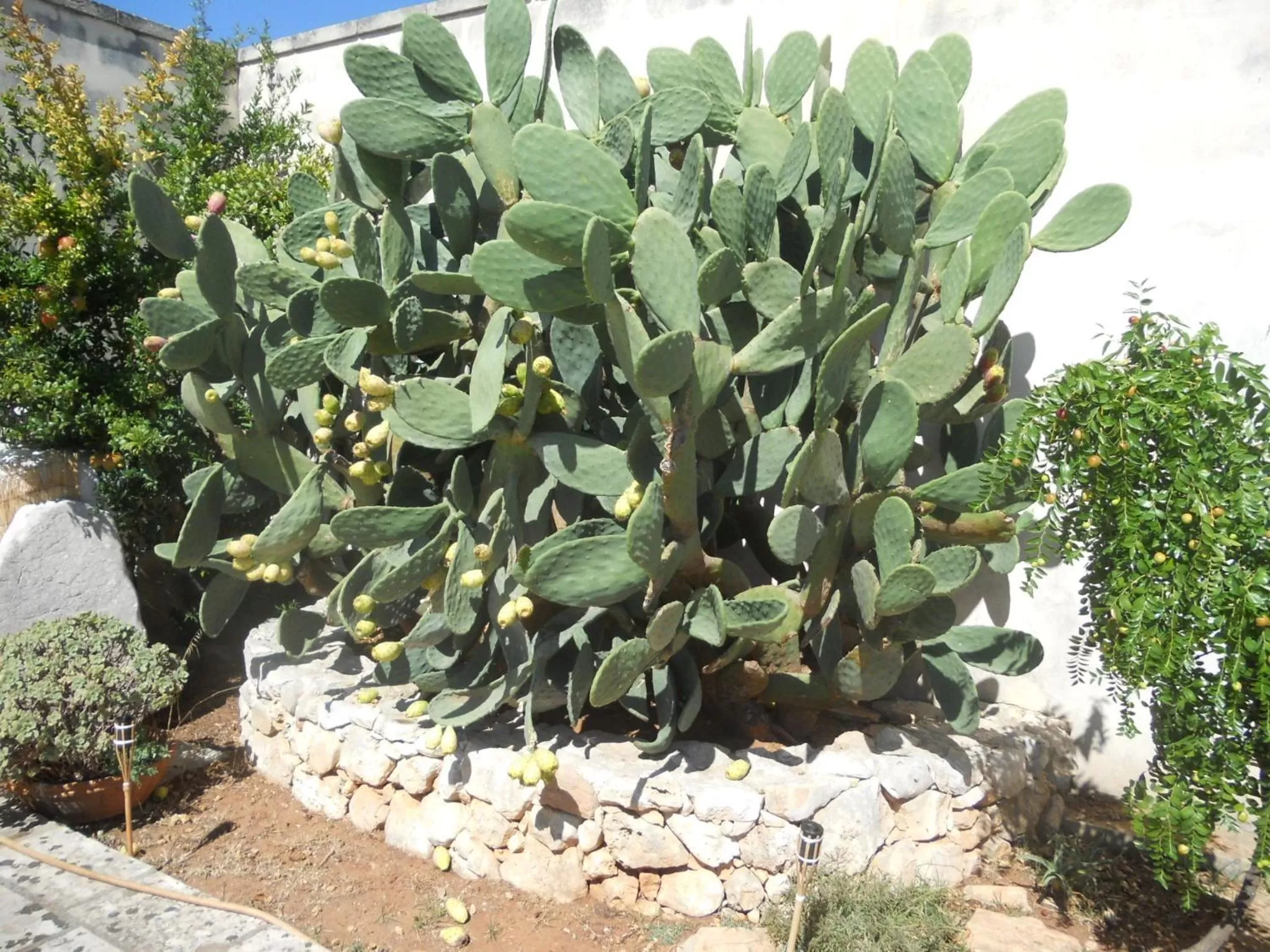 Garden in Le Schiavelle