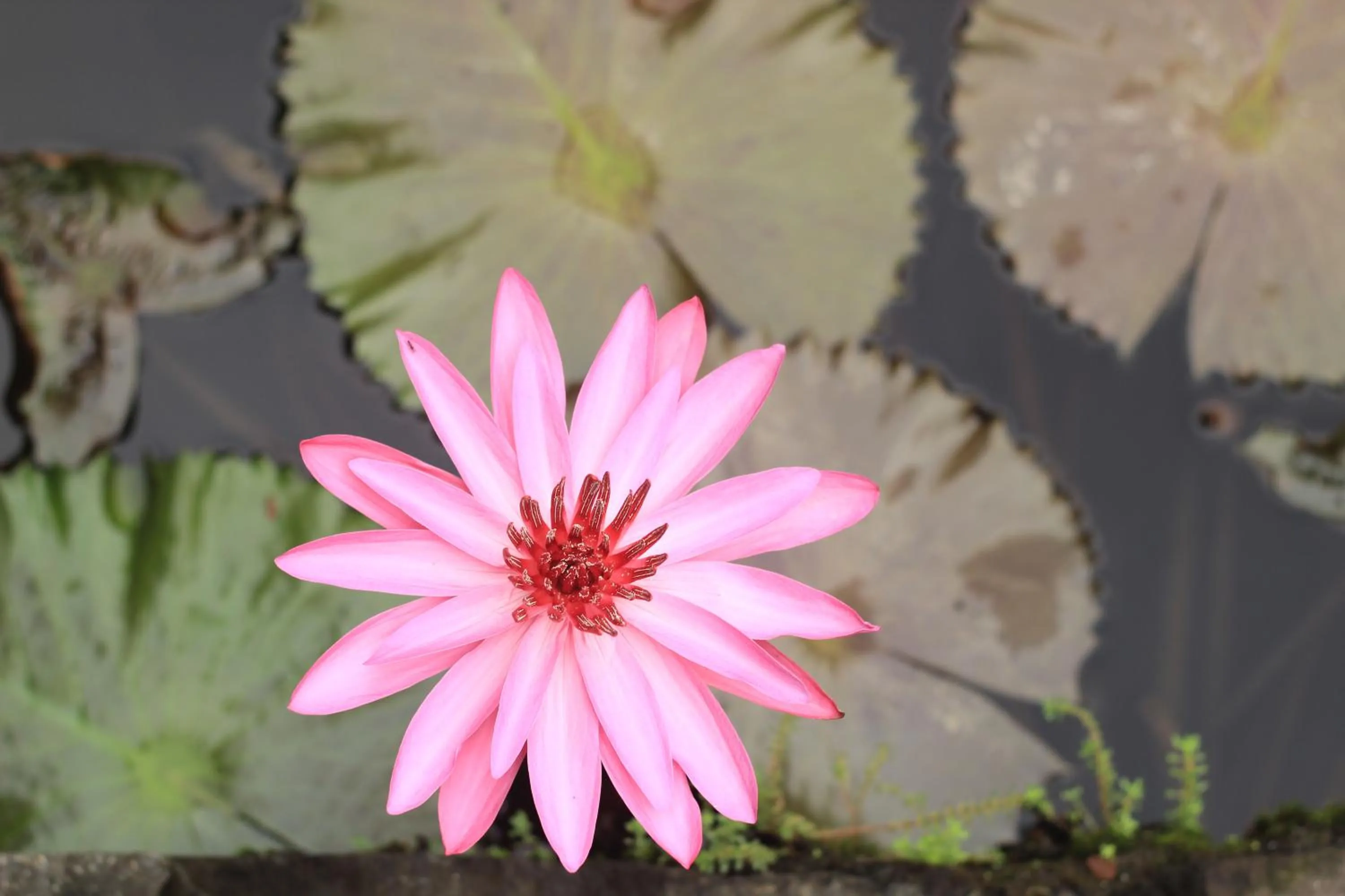 Garden in BeingSattvaa Luxury Ubud