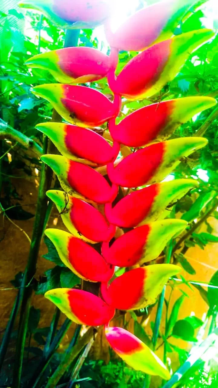 Pousada Aquarela Pirenopolis