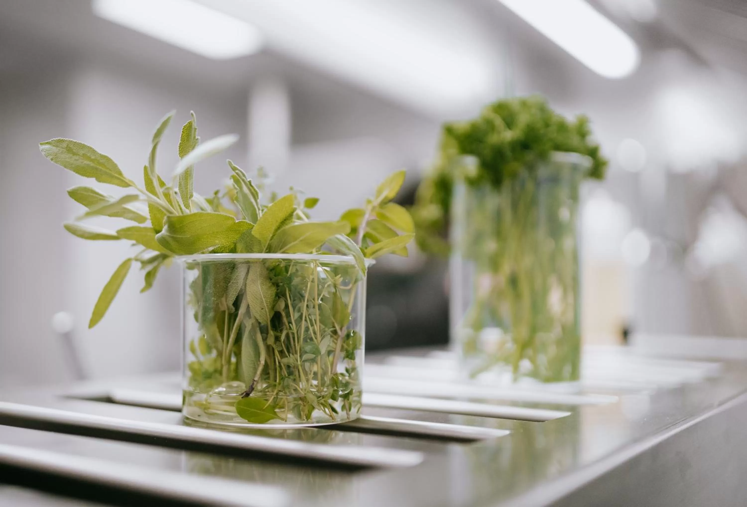 Restaurant/places to eat in Hotel Frauensteiner Hof