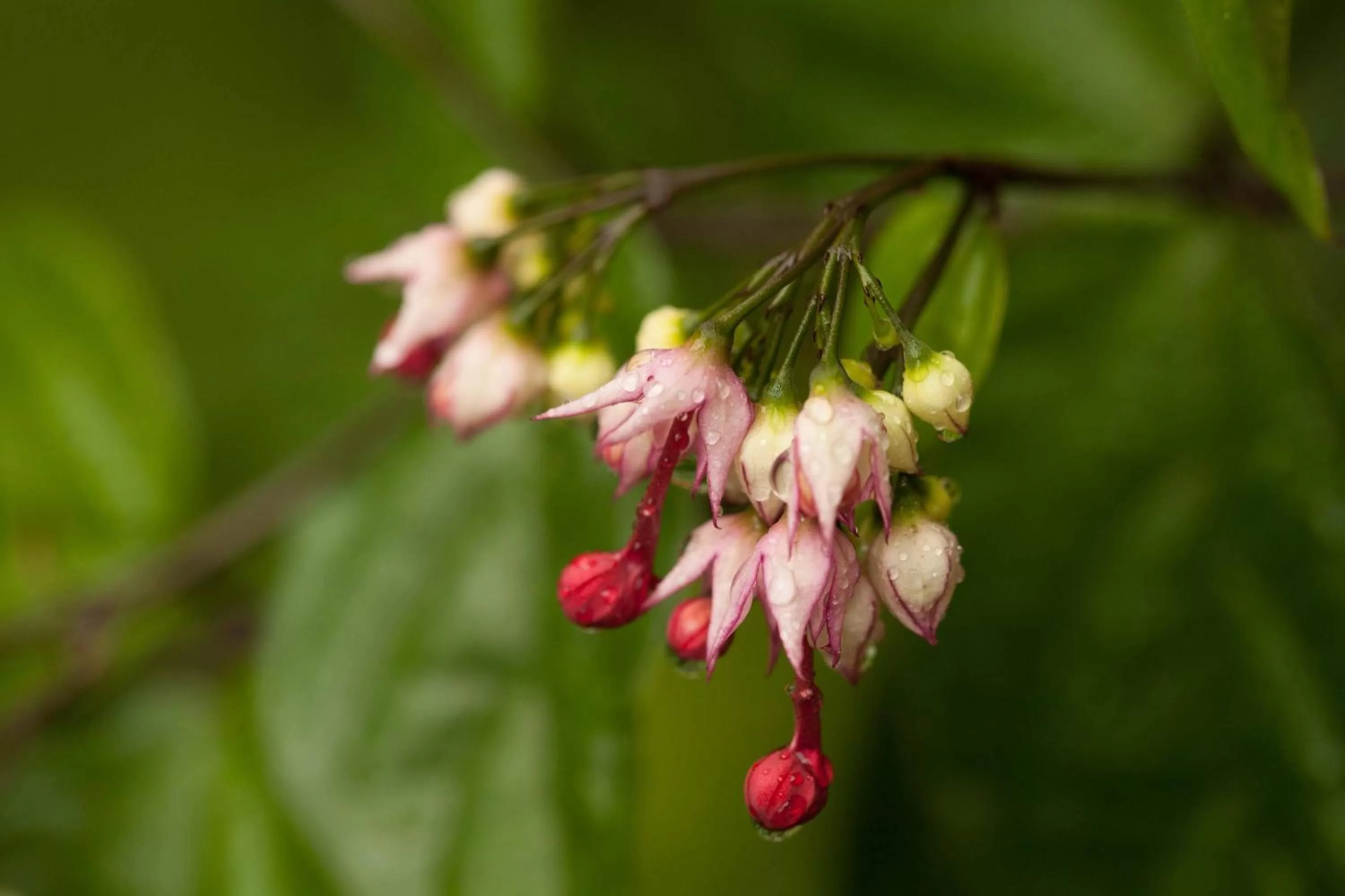 Garden, Other Animals in Hotel Jardim