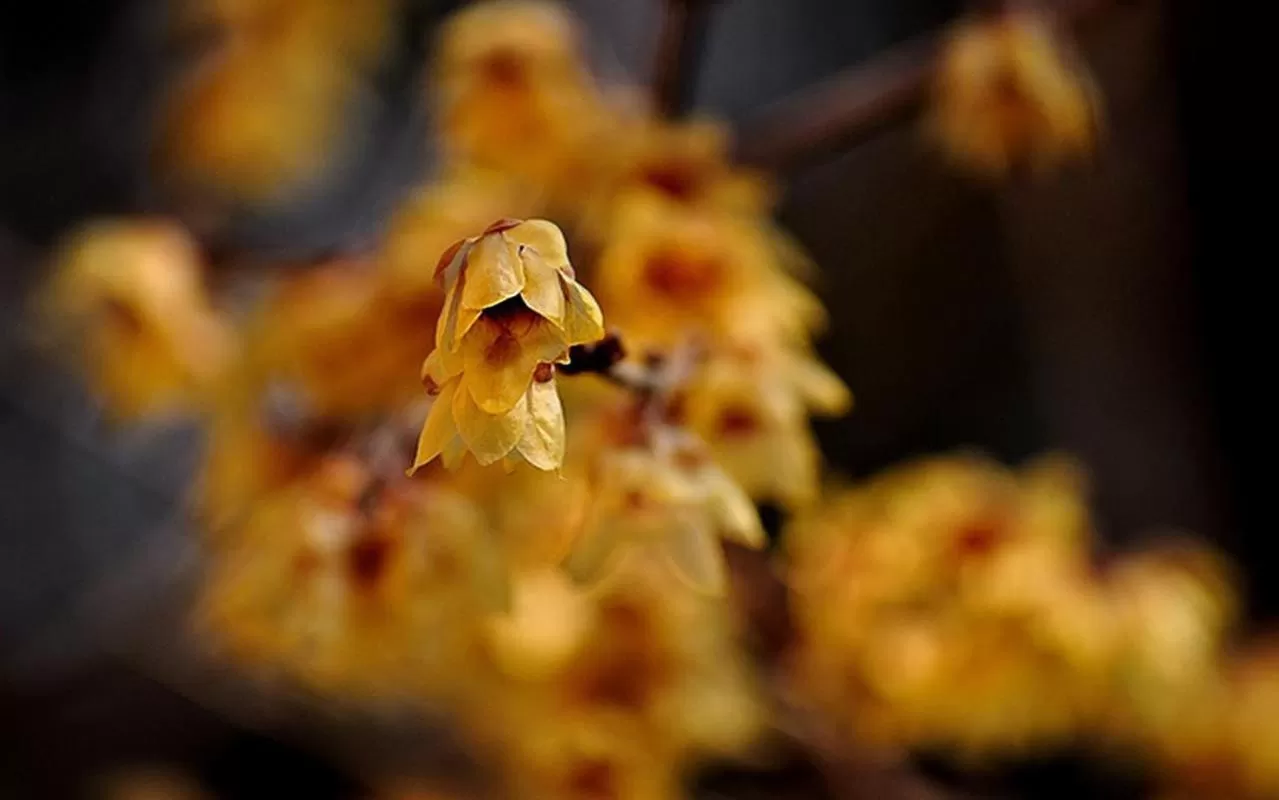 Other in Casa Calicantus